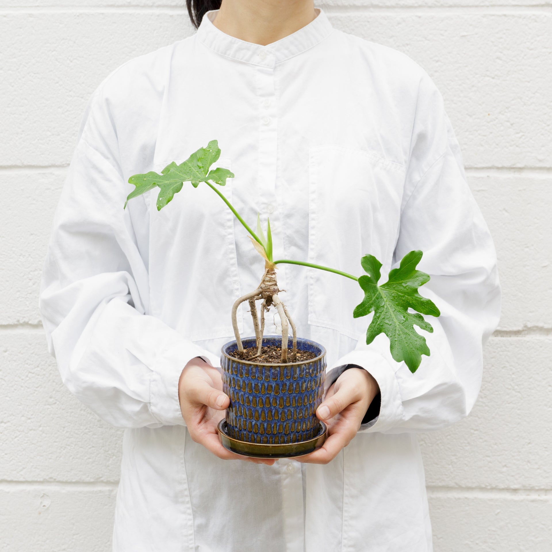 根上がりのセロームをオーダーするならFlower&Plants tette │ 「手から手へ、想いを運ぶフラワーショップ」【板橋駅徒歩4分】【熟練フローリスト夫婦が運営】【最短2営業日で発送】【24時間365日注文OK】【ギフトは3300円〜】フラワーギフトを手から手へ、想いを込めたブーケやアレンジメントで大切な人に感謝と愛情を。シーンや用途に合わせて選びやすい豊富な種