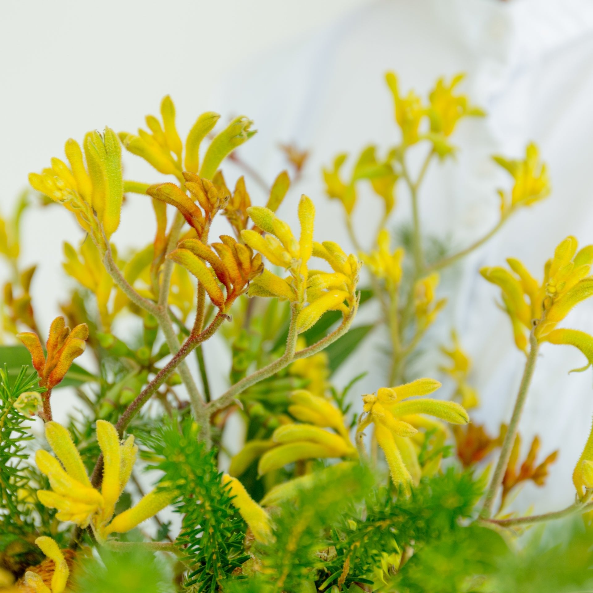 カンガルーポーのギフトをオーダーするならFlower&Plants tette │ 「手から手へ、想いを運ぶフラワーショップ」【板橋駅徒歩4分】【熟練フローリスト夫婦が運営】【最短2営業日で発送】【24時間365日注文OK】【ギフトは3300円〜】フラワーギフトを手から手へ、想いを込めたブーケやアレンジメントで大切な人に感謝と愛情を。シーンや用途に合わせて選びやすい豊富な種
