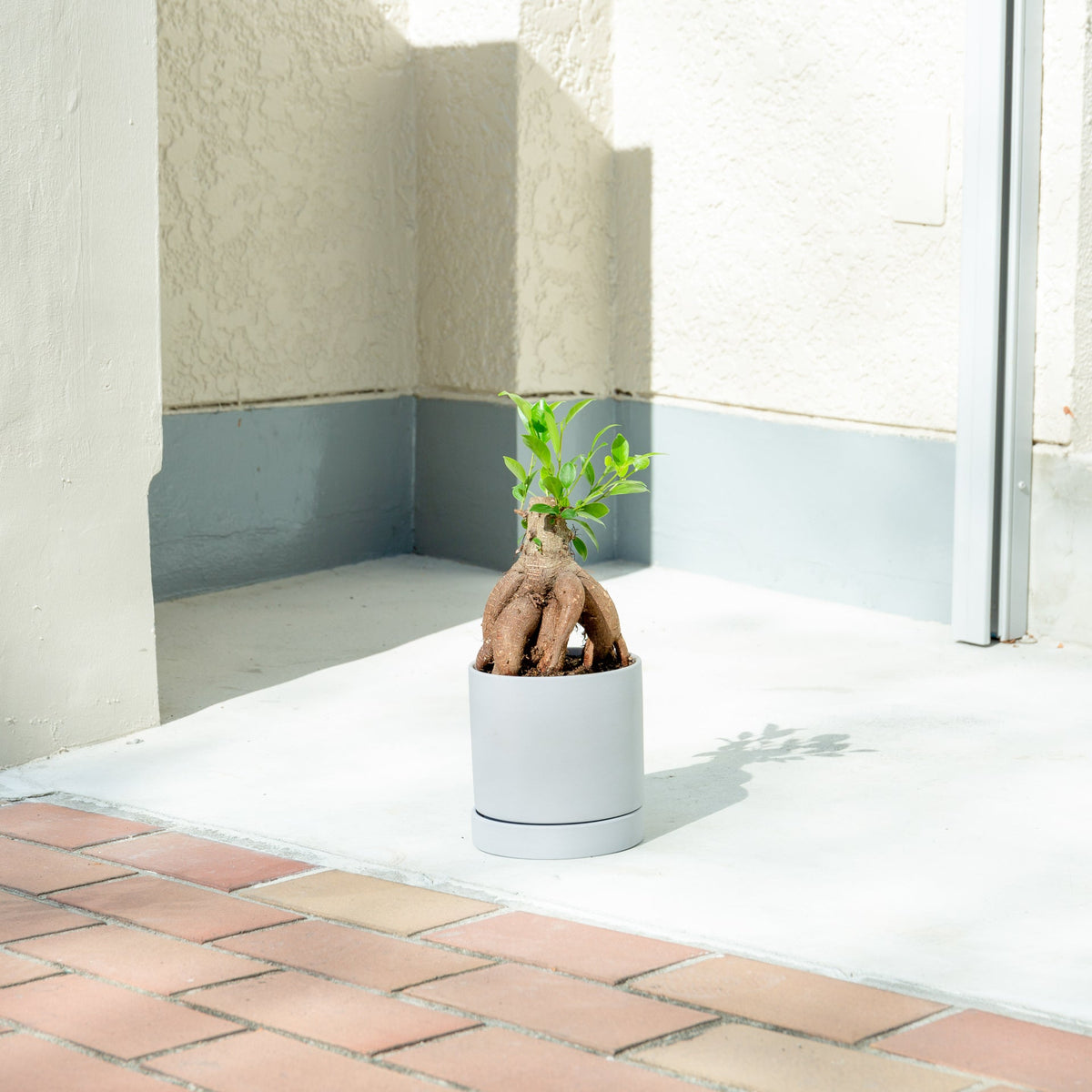 ガジュマル4号 ポットセットをオーダーするならFlower&Plants tette │ 「手から手へ、想いを運ぶフラワーショップ」【板橋駅徒歩4分】【熟練フローリスト夫婦が運営】【最短2営業日で発送】【24時間365日注文OK】【ギフトは3300円〜】フラワーギフトを手から手へ、想いを込めたブーケやアレンジメントで大切な人に感謝と愛情を。シーンや用途に合わせて選びやすい豊富な種