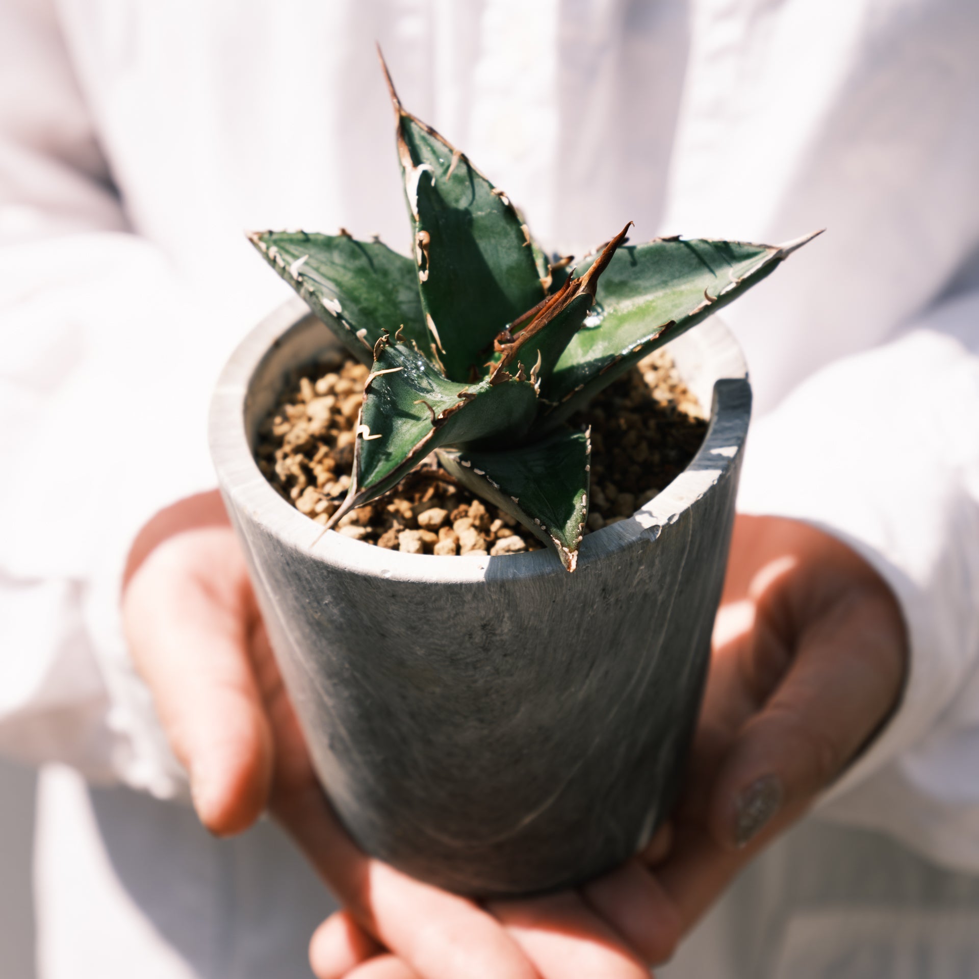 アガベ オテロイをオーダーするならFlower&Plants tette │ 「手から手へ、想いを運ぶフラワーショップ」【板橋駅徒歩4分】【熟練フローリスト夫婦が運営】【最短2営業日で発送】【24時間365日注文OK】【ギフトは3300円〜】フラワーギフトを手から手へ、想いを込めたブーケやアレンジメントで大切な人に感謝と愛情を。シーンや用途に合わせて選びやすい豊富な種