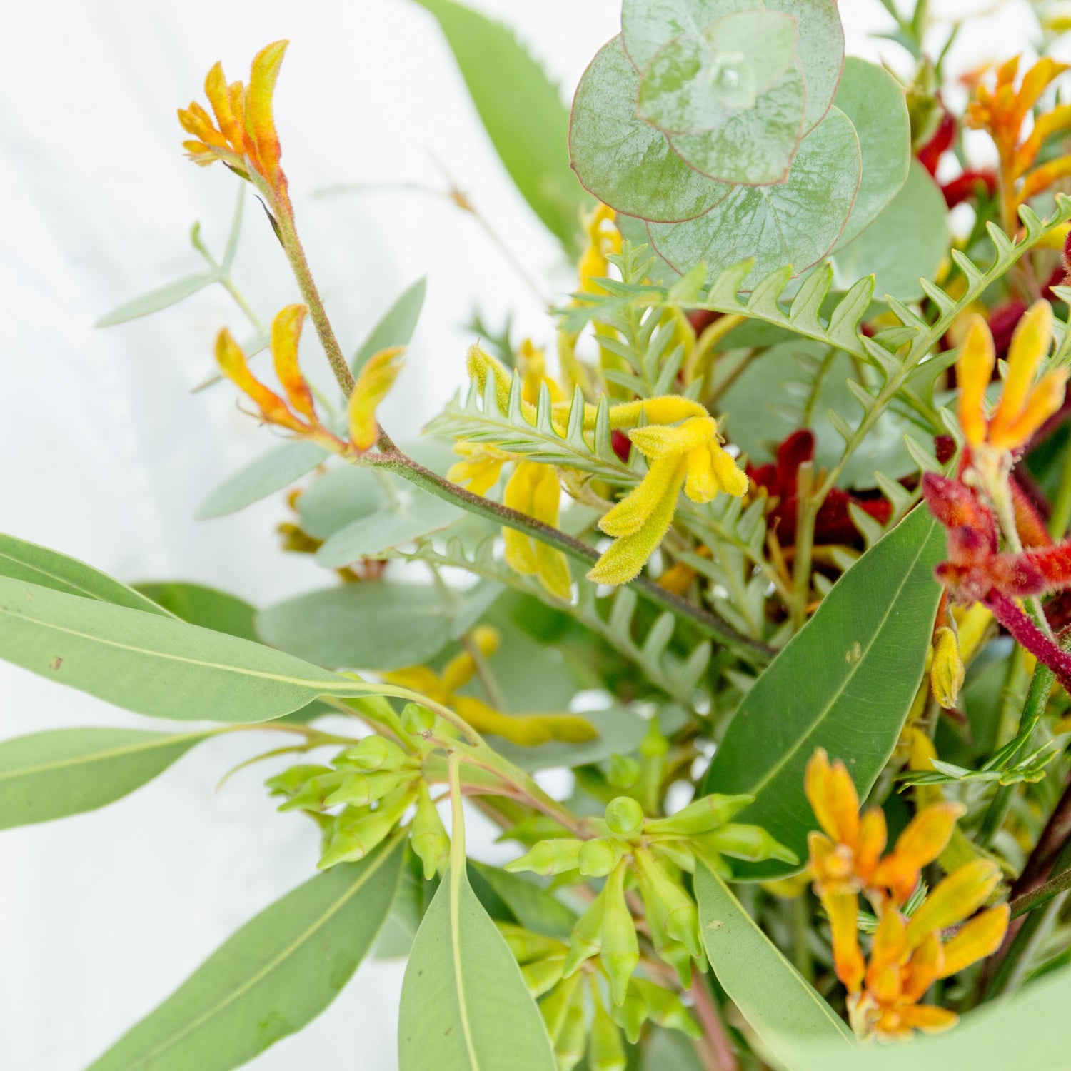 カンガルーポーのギフトをオーダーするならFlower&Plants tette │ 「手から手へ、想いを運ぶフラワーショップ」【板橋駅徒歩4分】【熟練フローリスト夫婦が運営】【最短2営業日で発送】【24時間365日注文OK】【ギフトは3300円〜】フラワーギフトを手から手へ、想いを込めたブーケやアレンジメントで大切な人に感謝と愛情を。シーンや用途に合わせて選びやすい豊富な種