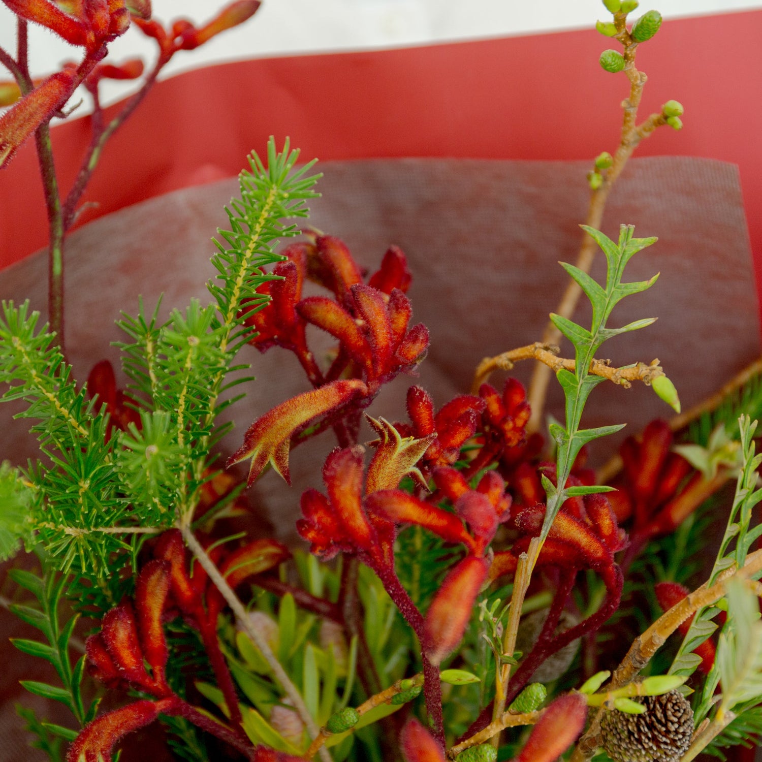 カンガルーポーのギフトをオーダーするならFlower&Plants tette │ 「手から手へ、想いを運ぶフラワーショップ」【板橋駅徒歩4分】【熟練フローリスト夫婦が運営】【最短2営業日で発送】【24時間365日注文OK】【ギフトは3300円〜】フラワーギフトを手から手へ、想いを込めたブーケやアレンジメントで大切な人に感謝と愛情を。シーンや用途に合わせて選びやすい豊富な種