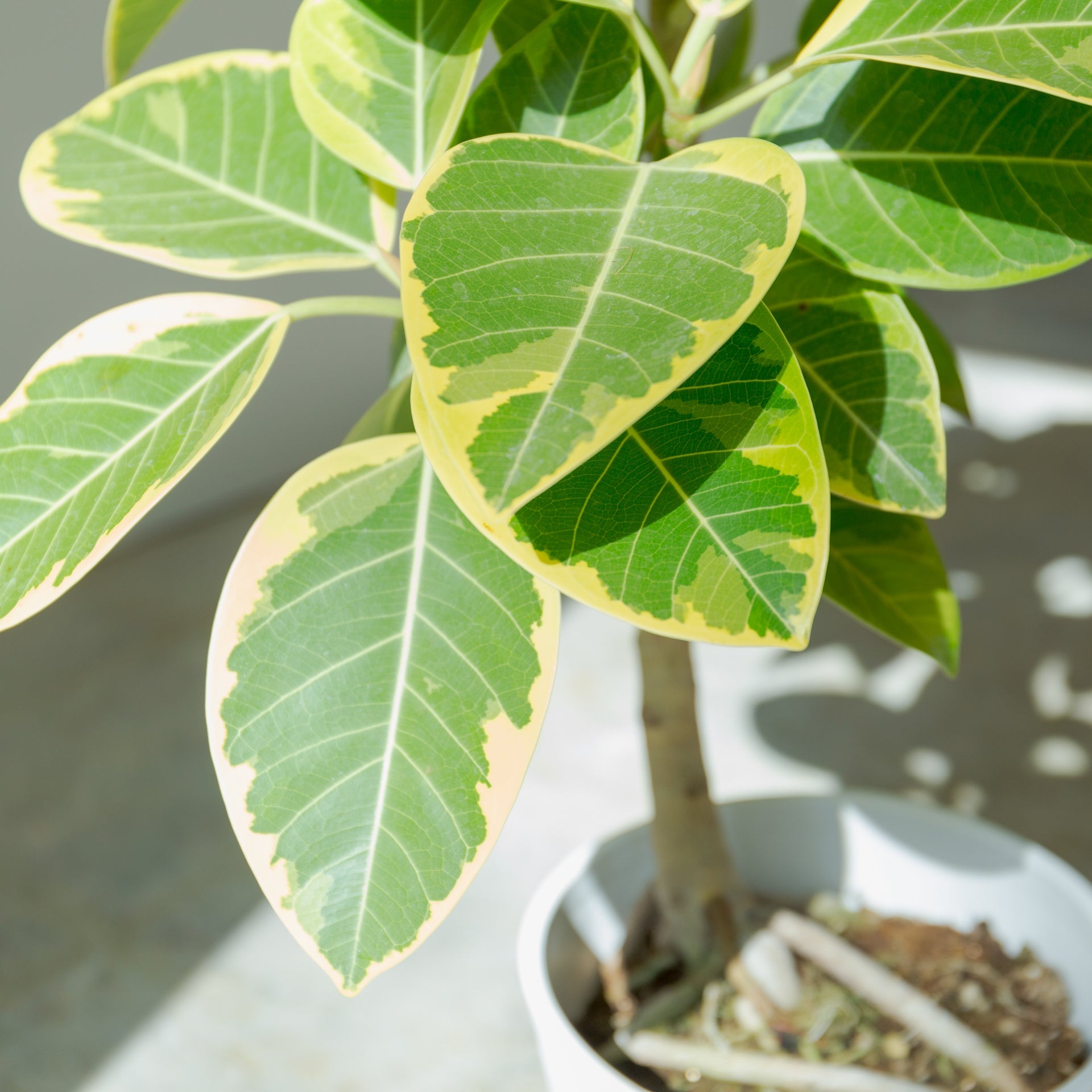 フィカス アルテシマ 7号をオーダーするならFlower&Plants tette │ 「手から手へ、想いを運ぶフラワーショップ」【板橋駅徒歩4分】【熟練フローリスト夫婦が運営】【最短2営業日で発送】【24時間365日注文OK】【ギフトは3300円〜】フラワーギフトを手から手へ、想いを込めたブーケやアレンジメントで大切な人に感謝と愛情を。シーンや用途に合わせて選びやすい豊富な種