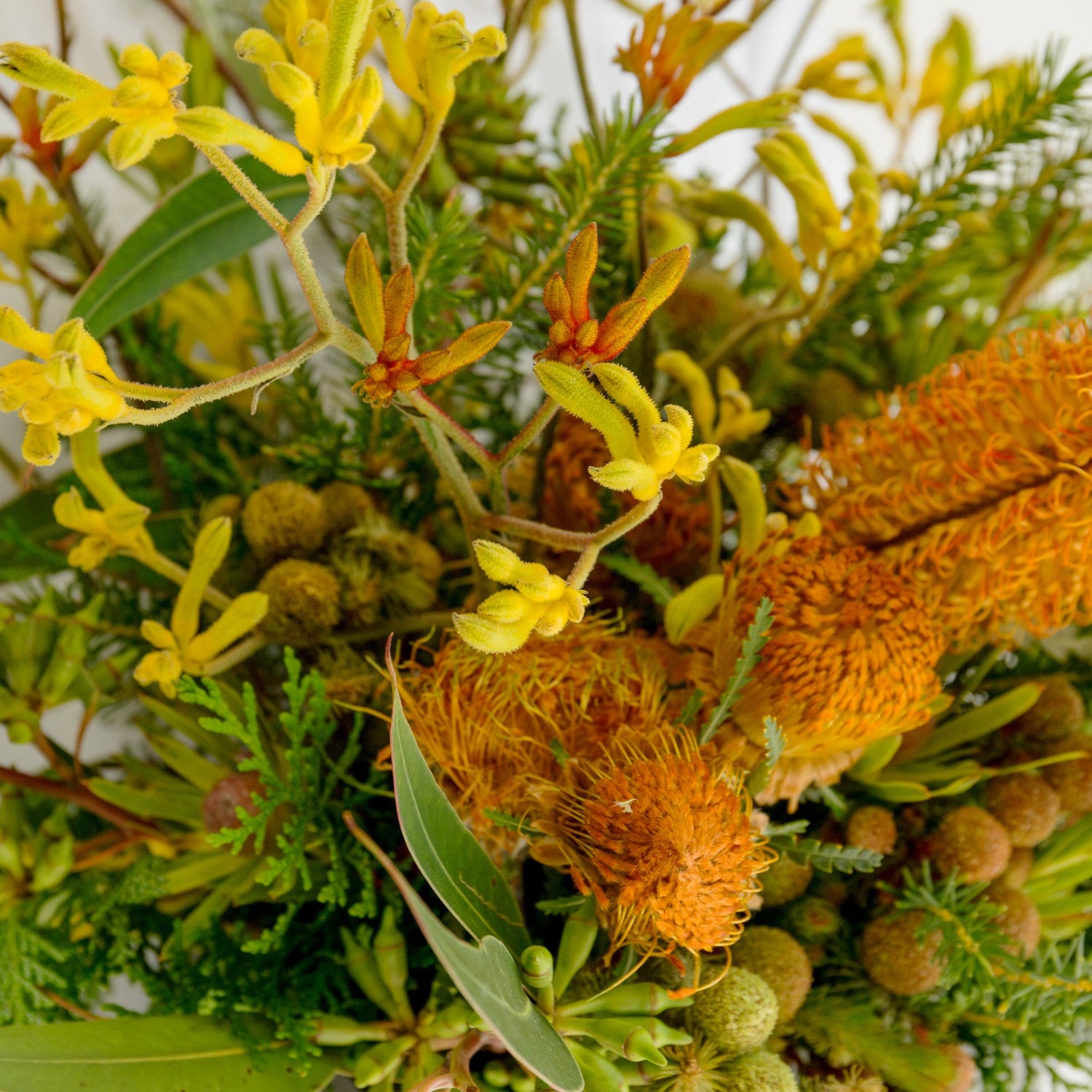 カンガルーポーのギフトをオーダーするならFlower&Plants tette │ 「手から手へ、想いを運ぶフラワーショップ」【板橋駅徒歩4分】【熟練フローリスト夫婦が運営】【最短2営業日で発送】【24時間365日注文OK】【ギフトは3300円〜】フラワーギフトを手から手へ、想いを込めたブーケやアレンジメントで大切な人に感謝と愛情を。シーンや用途に合わせて選びやすい豊富な種