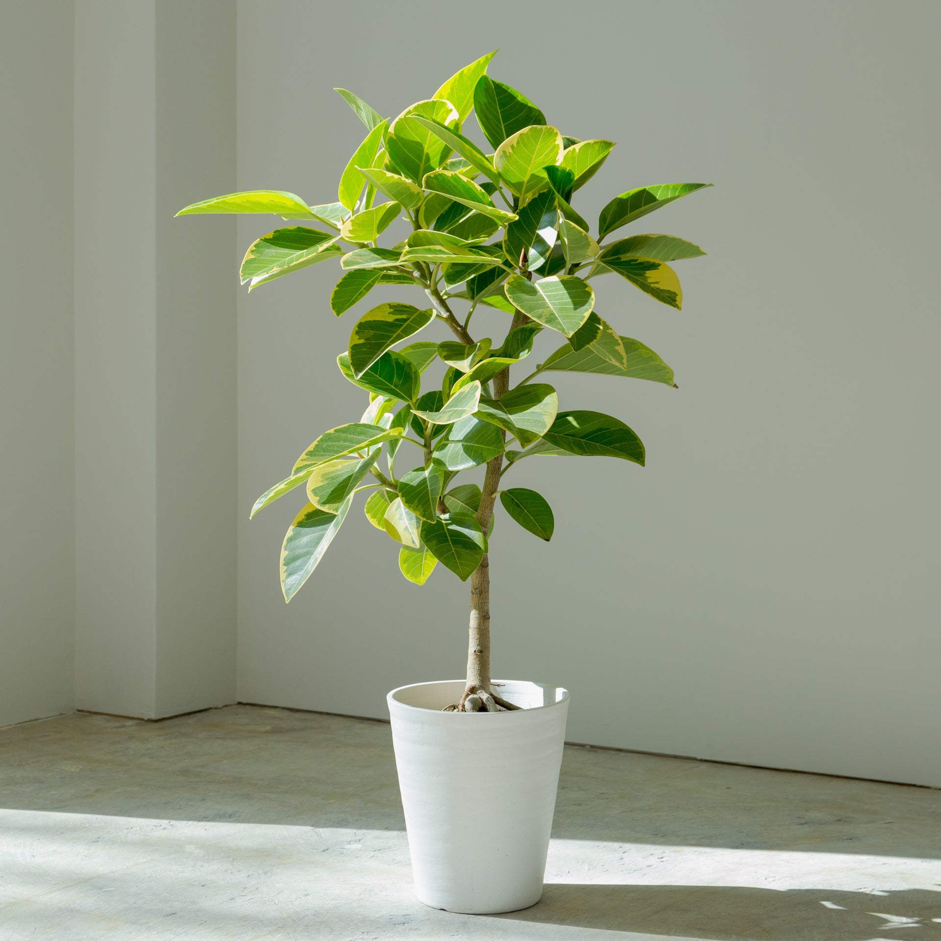 フィカス アルテシマ 7号をオーダーするならFlower&Plants tette │ 「手から手へ、想いを運ぶフラワーショップ」【板橋駅徒歩4分】【熟練フローリスト夫婦が運営】【最短2営業日で発送】【24時間365日注文OK】【ギフトは3300円〜】フラワーギフトを手から手へ、想いを込めたブーケやアレンジメントで大切な人に感謝と愛情を。シーンや用途に合わせて選びやすい豊富な種