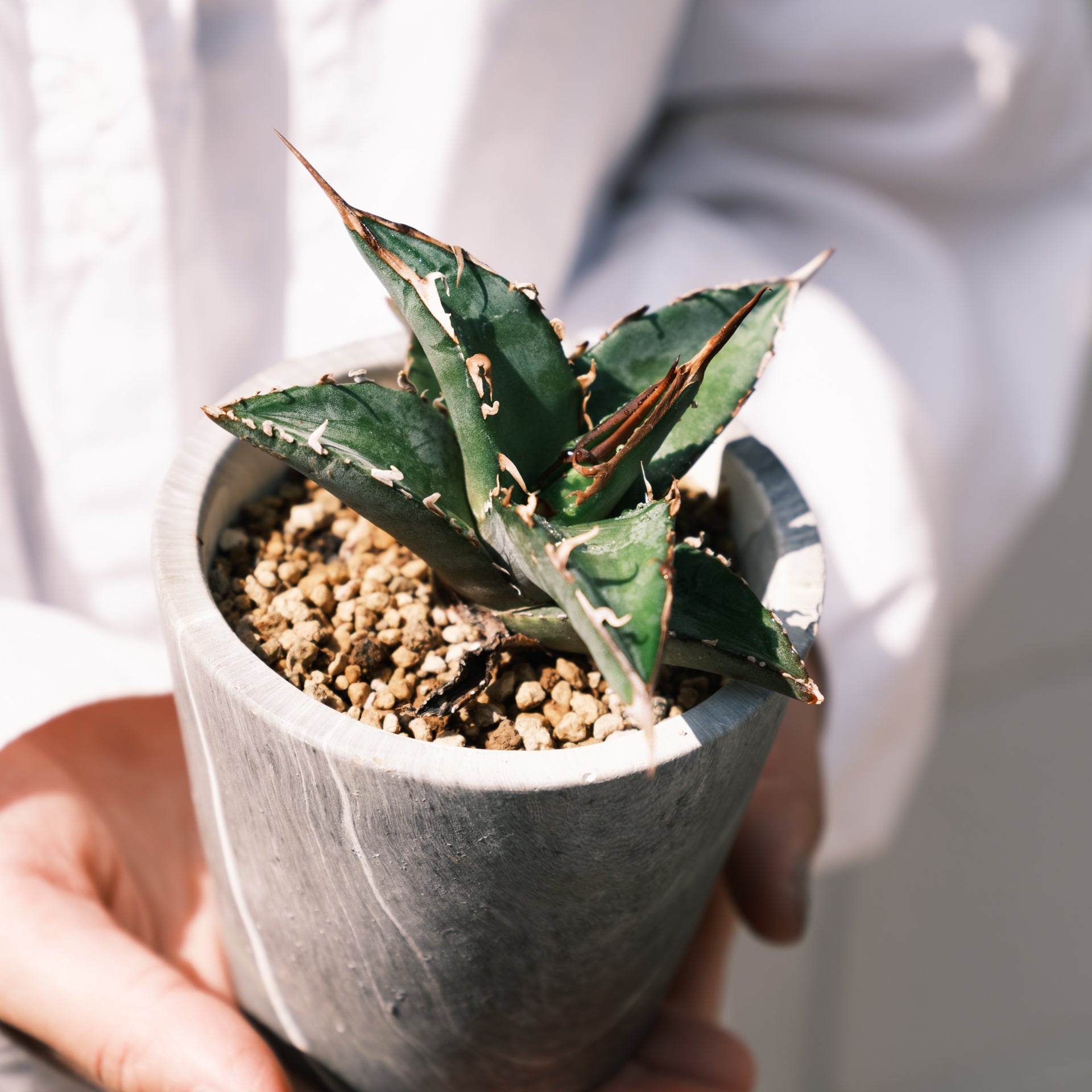 アガベ オテロイをオーダーするならFlower&Plants tette │ 「手から手へ、想いを運ぶフラワーショップ」【板橋駅徒歩4分】【熟練フローリスト夫婦が運営】【最短2営業日で発送】【24時間365日注文OK】【ギフトは3300円〜】フラワーギフトを手から手へ、想いを込めたブーケやアレンジメントで大切な人に感謝と愛情を。シーンや用途に合わせて選びやすい豊富な種