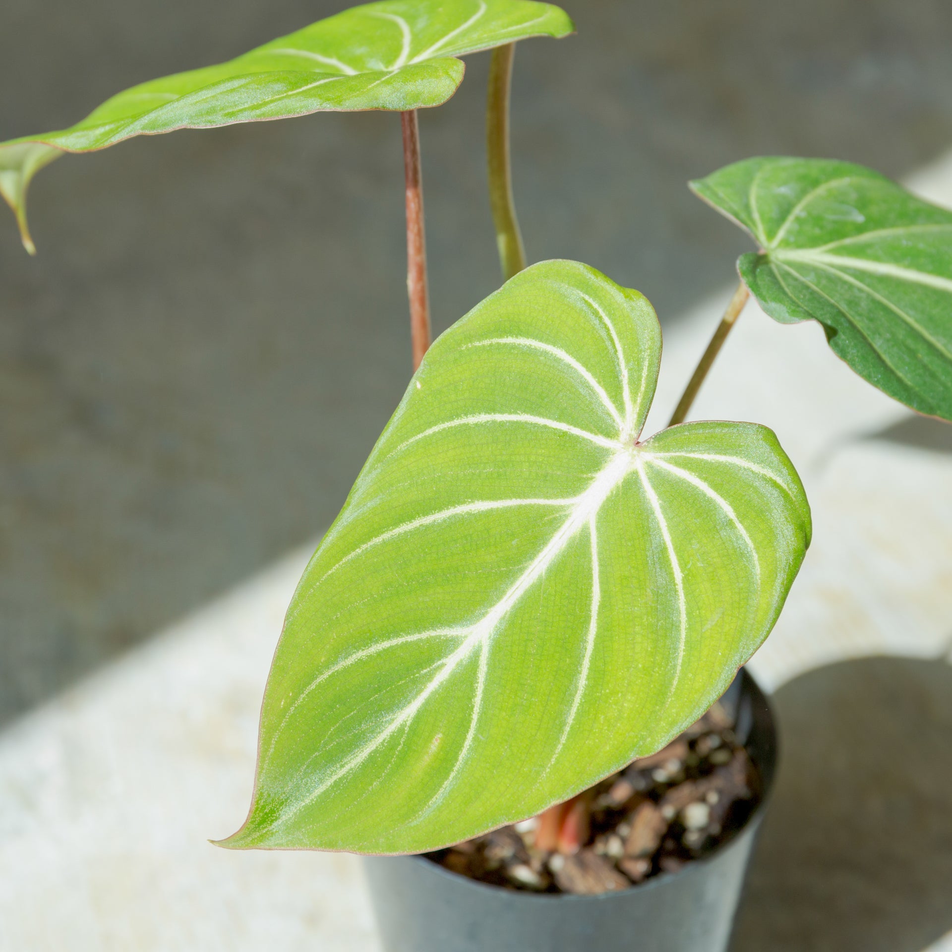 フィロデンドロン グロリオーサム 4号をオーダーするならFlower&Plants tette │ 「手から手へ、想いを運ぶフラワーショップ」【板橋駅徒歩4分】【熟練フローリスト夫婦が運営】【最短2営業日で発送】【24時間365日注文OK】【ギフトは3300円〜】フラワーギフトを手から手へ、想いを込めたブーケやアレンジメントで大切な人に感謝と愛情を。シーンや用途に合わせて選びやすい豊富な種