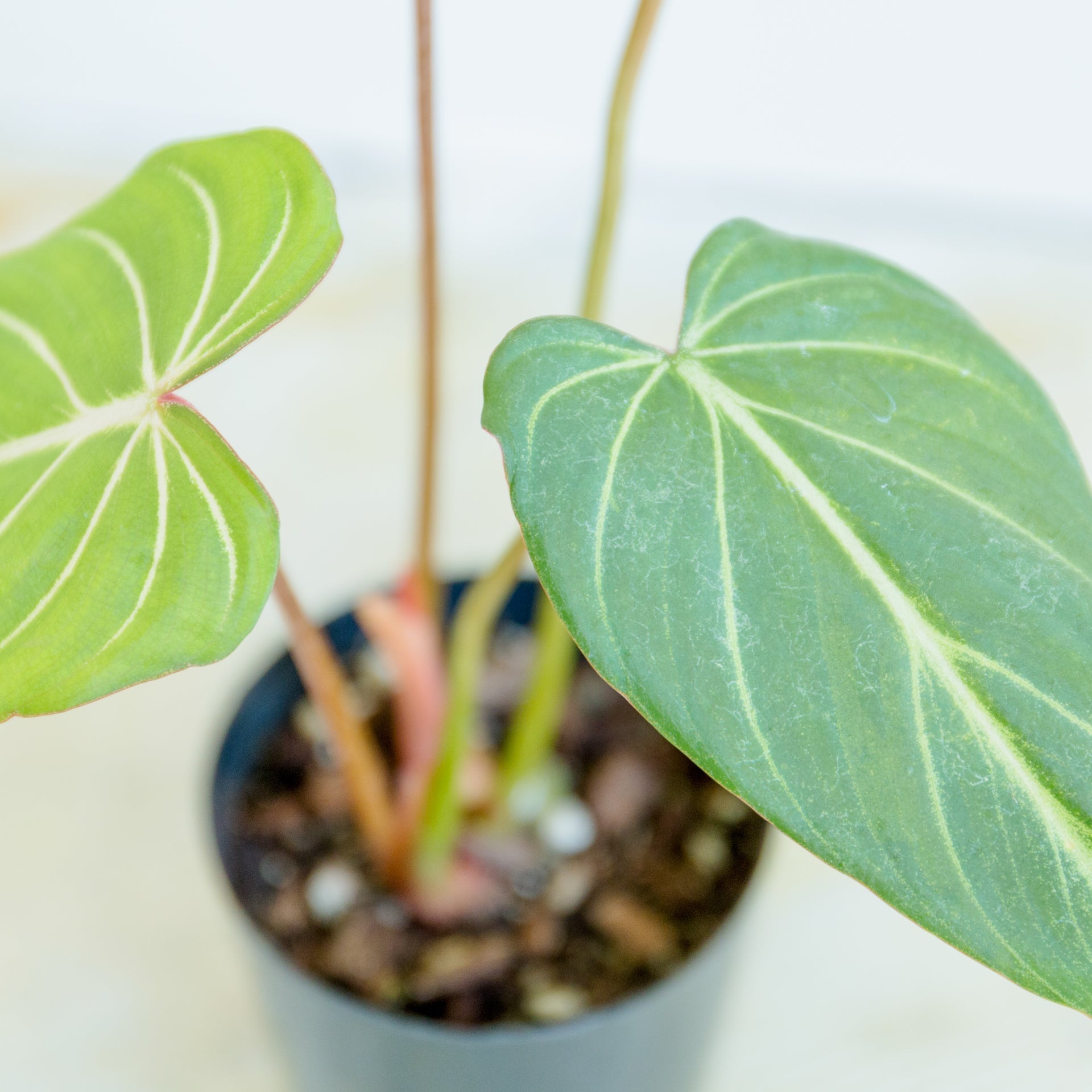 フィロデンドロン グロリオーサム 4号をオーダーするならFlower&Plants tette │ 「手から手へ、想いを運ぶフラワーショップ」【板橋駅徒歩4分】【熟練フローリスト夫婦が運営】【最短2営業日で発送】【24時間365日注文OK】【ギフトは3300円〜】フラワーギフトを手から手へ、想いを込めたブーケやアレンジメントで大切な人に感謝と愛情を。シーンや用途に合わせて選びやすい豊富な種