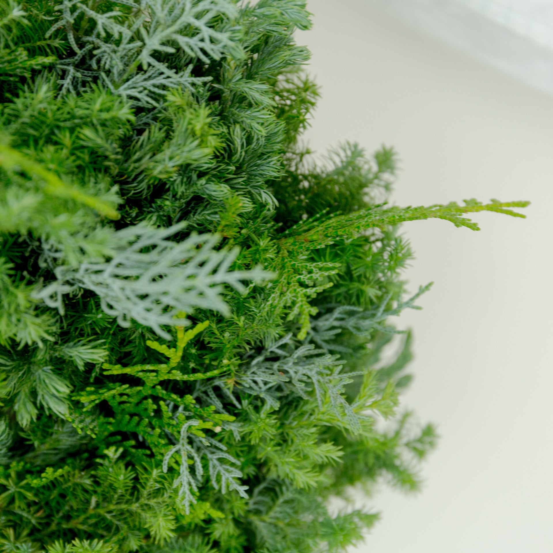 クリスマスリース(グリーン)をオーダーするならFlower&Plants tette │ 「手から手へ、想いを運ぶフラワーショップ」【板橋駅徒歩4分】【熟練フローリスト夫婦が運営】【最短2営業日で発送】【24時間365日注文OK】【ギフトは3300円〜】フラワーギフトを手から手へ、想いを込めたブーケやアレンジメントで大切な人に感謝と愛情を。シーンや用途に合わせて選びやすい豊富な種