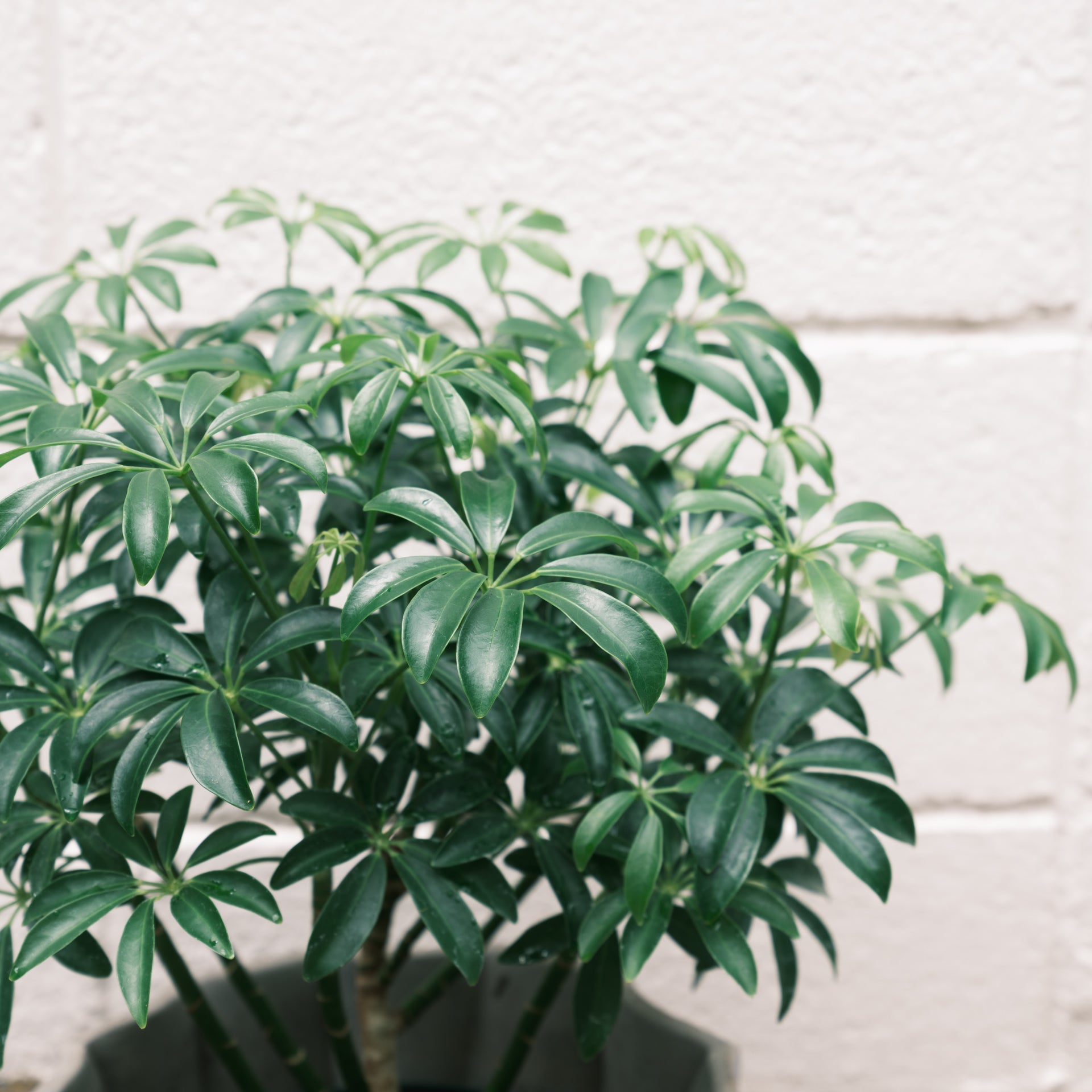 シェフレラコンパクタをオーダーするならFlower&Plants tette │ 「手から手へ、想いを運ぶフラワーショップ」【板橋駅徒歩4分】【熟練フローリスト夫婦が運営】【最短2営業日で発送】【24時間365日注文OK】【ギフトは3300円〜】フラワーギフトを手から手へ、想いを込めたブーケやアレンジメントで大切な人に感謝と愛情を。シーンや用途に合わせて選びやすい豊富な種