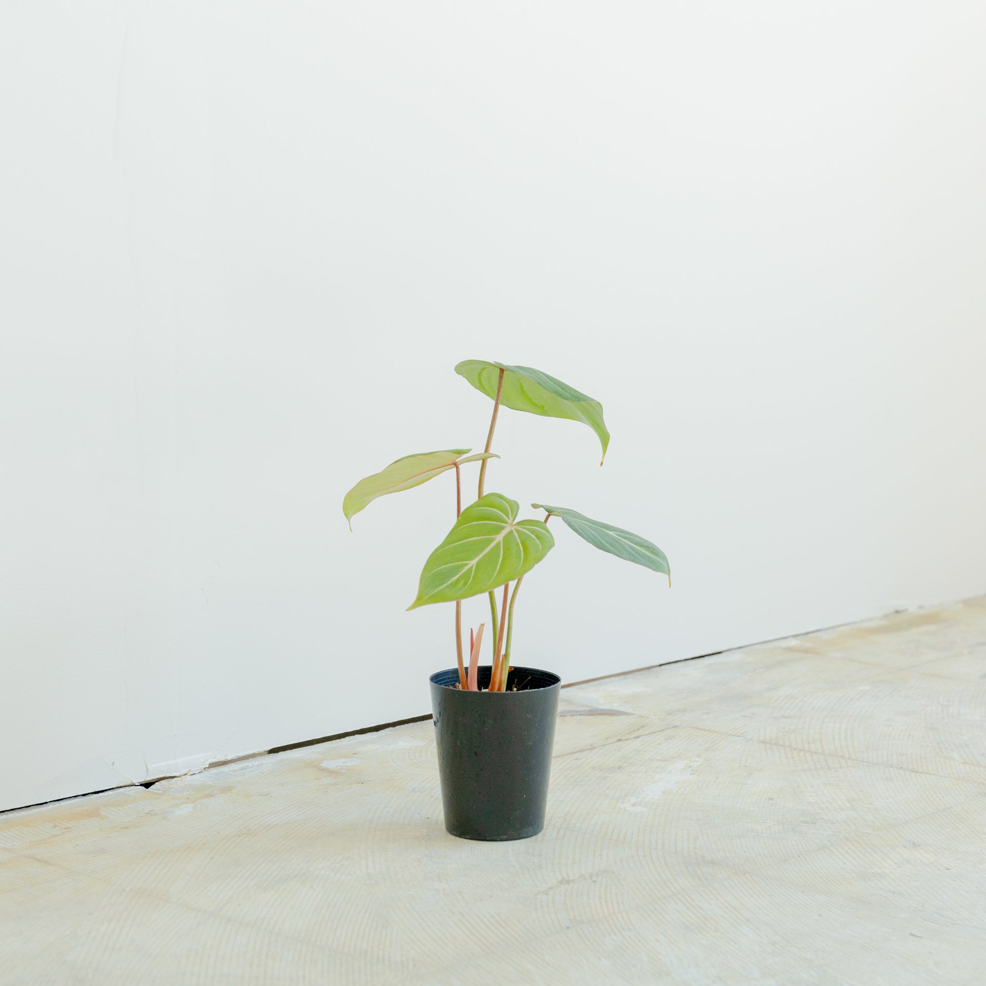 フィロデンドロン グロリオーサム 4号をオーダーするならFlower&Plants tette │ 「手から手へ、想いを運ぶフラワーショップ」【板橋駅徒歩4分】【熟練フローリスト夫婦が運営】【最短2営業日で発送】【24時間365日注文OK】【ギフトは3300円〜】フラワーギフトを手から手へ、想いを込めたブーケやアレンジメントで大切な人に感謝と愛情を。シーンや用途に合わせて選びやすい豊富な種