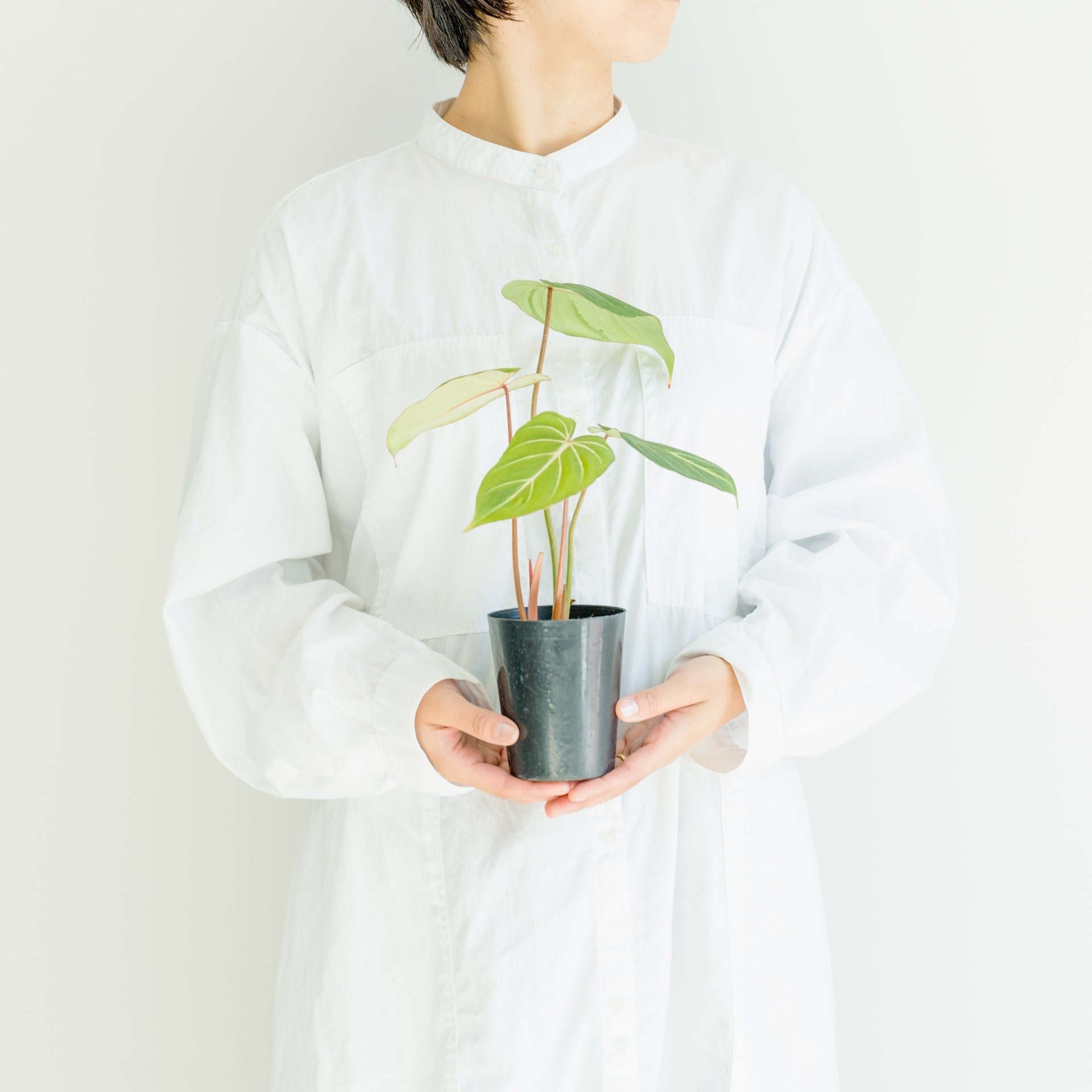 フィロデンドロン グロリオーサム 4号をオーダーするならFlower&Plants tette │ 「手から手へ、想いを運ぶフラワーショップ」【板橋駅徒歩4分】【熟練フローリスト夫婦が運営】【最短2営業日で発送】【24時間365日注文OK】【ギフトは3300円〜】フラワーギフトを手から手へ、想いを込めたブーケやアレンジメントで大切な人に感謝と愛情を。シーンや用途に合わせて選びやすい豊富な種