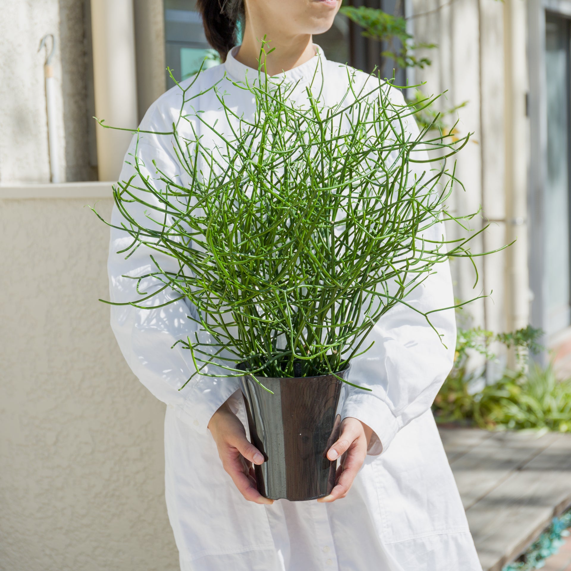 ミルクブッシュをオーダーするならFlower&Plants tette │ 「手から手へ、想いを運ぶフラワーショップ」【板橋駅徒歩4分】【熟練フローリスト夫婦が運営】【最短2営業日で発送】【24時間365日注文OK】【ギフトは3300円〜】フラワーギフトを手から手へ、想いを込めたブーケやアレンジメントで大切な人に感謝と愛情を。シーンや用途に合わせて選びやすい豊富な種