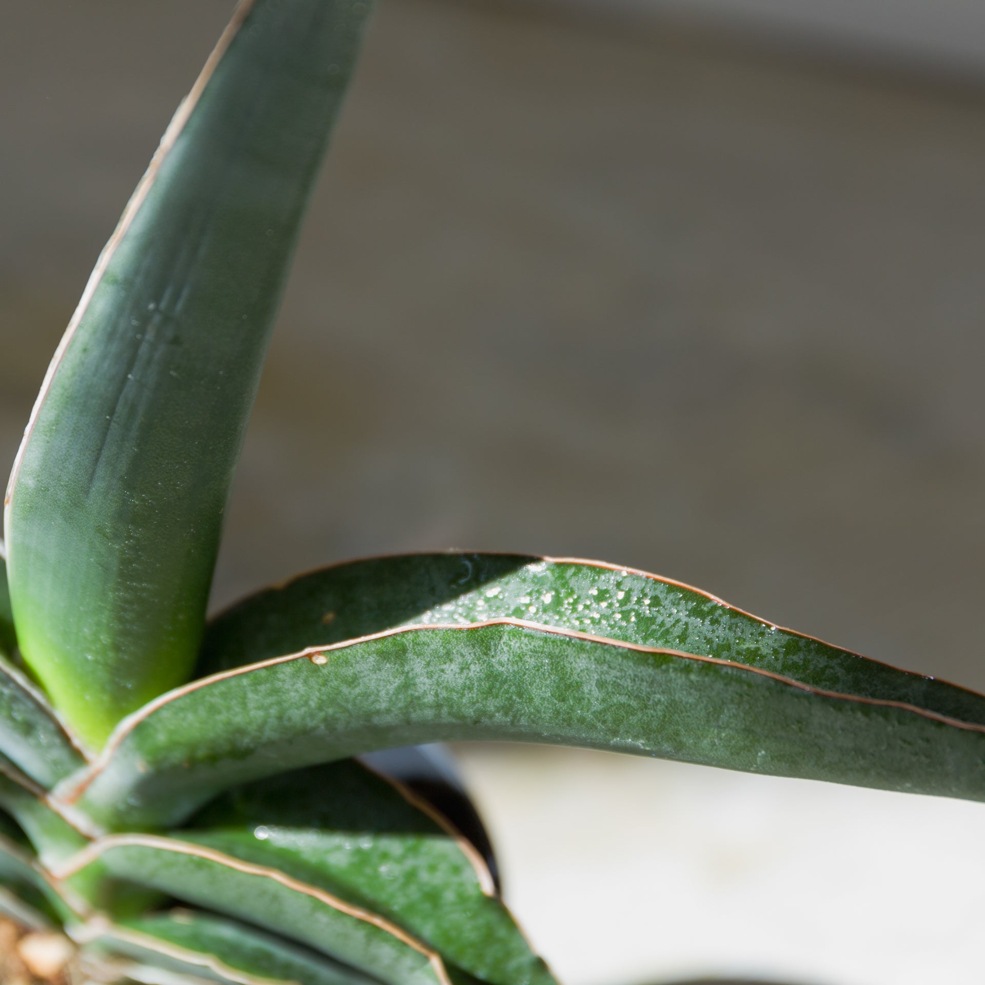 サンスベリア ロブスターブルー 3.5号をオーダーするならFlower&Plants tette │ 「手から手へ、想いを運ぶフラワーショップ」【板橋駅徒歩4分】【熟練フローリスト夫婦が運営】【最短2営業日で発送】【24時間365日注文OK】【ギフトは3300円〜】フラワーギフトを手から手へ、想いを込めたブーケやアレンジメントで大切な人に感謝と愛情を。シーンや用途に合わせて選びやすい豊富な種