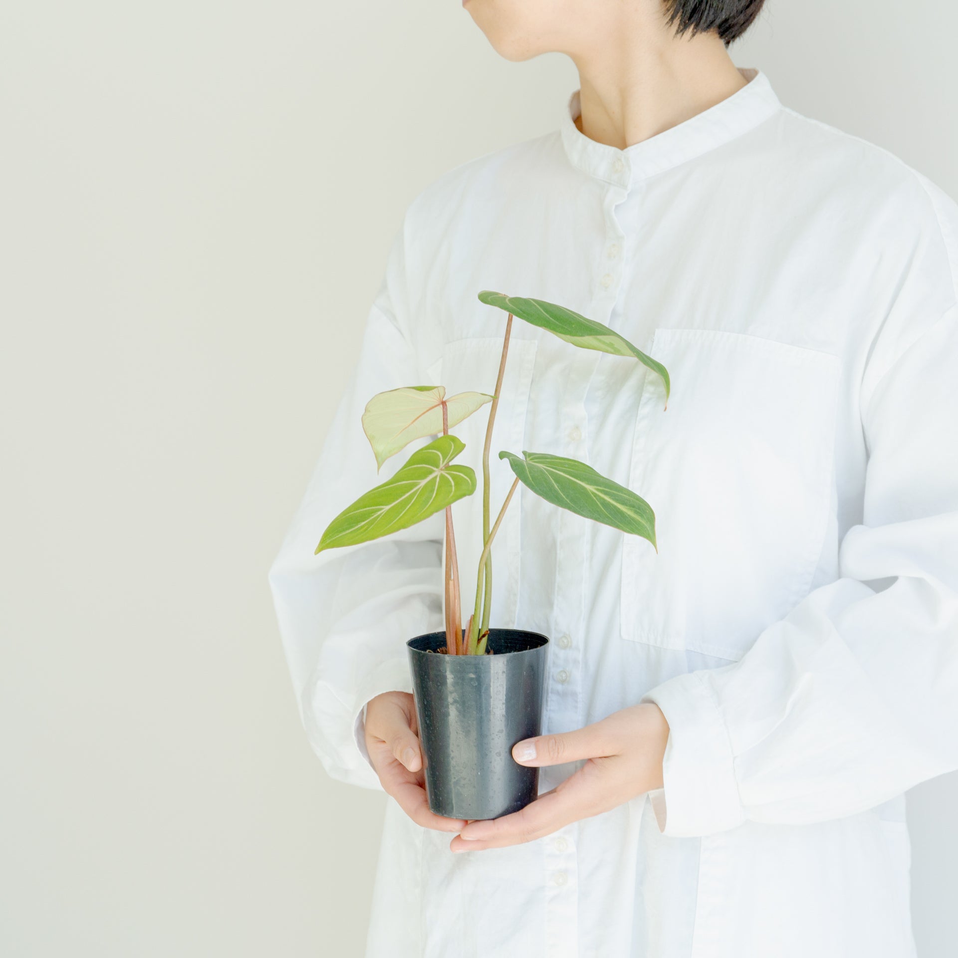 フィロデンドロン グロリオーサム 4号をオーダーするならFlower&Plants tette │ 「手から手へ、想いを運ぶフラワーショップ」【板橋駅徒歩4分】【熟練フローリスト夫婦が運営】【最短2営業日で発送】【24時間365日注文OK】【ギフトは3300円〜】フラワーギフトを手から手へ、想いを込めたブーケやアレンジメントで大切な人に感謝と愛情を。シーンや用途に合わせて選びやすい豊富な種