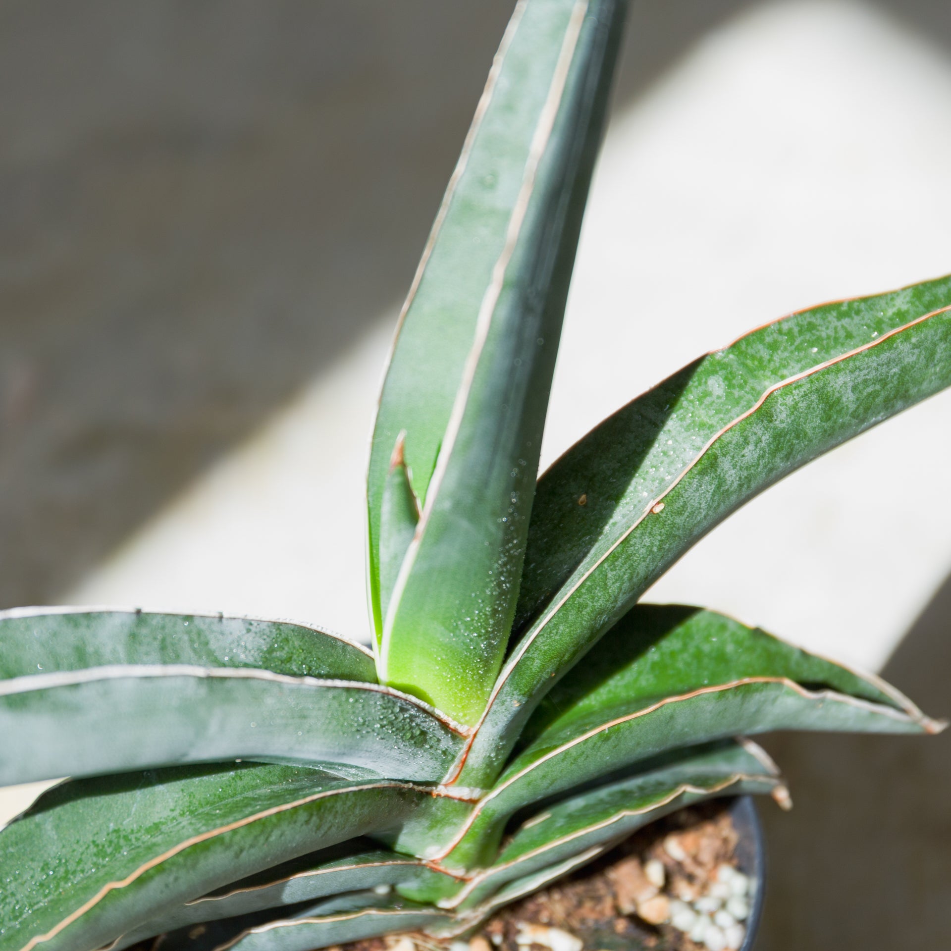 サンスベリア ロブスターブルー 3.5号をオーダーするならFlower&Plants tette │ 「手から手へ、想いを運ぶフラワーショップ」【板橋駅徒歩4分】【熟練フローリスト夫婦が運営】【最短2営業日で発送】【24時間365日注文OK】【ギフトは3300円〜】フラワーギフトを手から手へ、想いを込めたブーケやアレンジメントで大切な人に感謝と愛情を。シーンや用途に合わせて選びやすい豊富な種