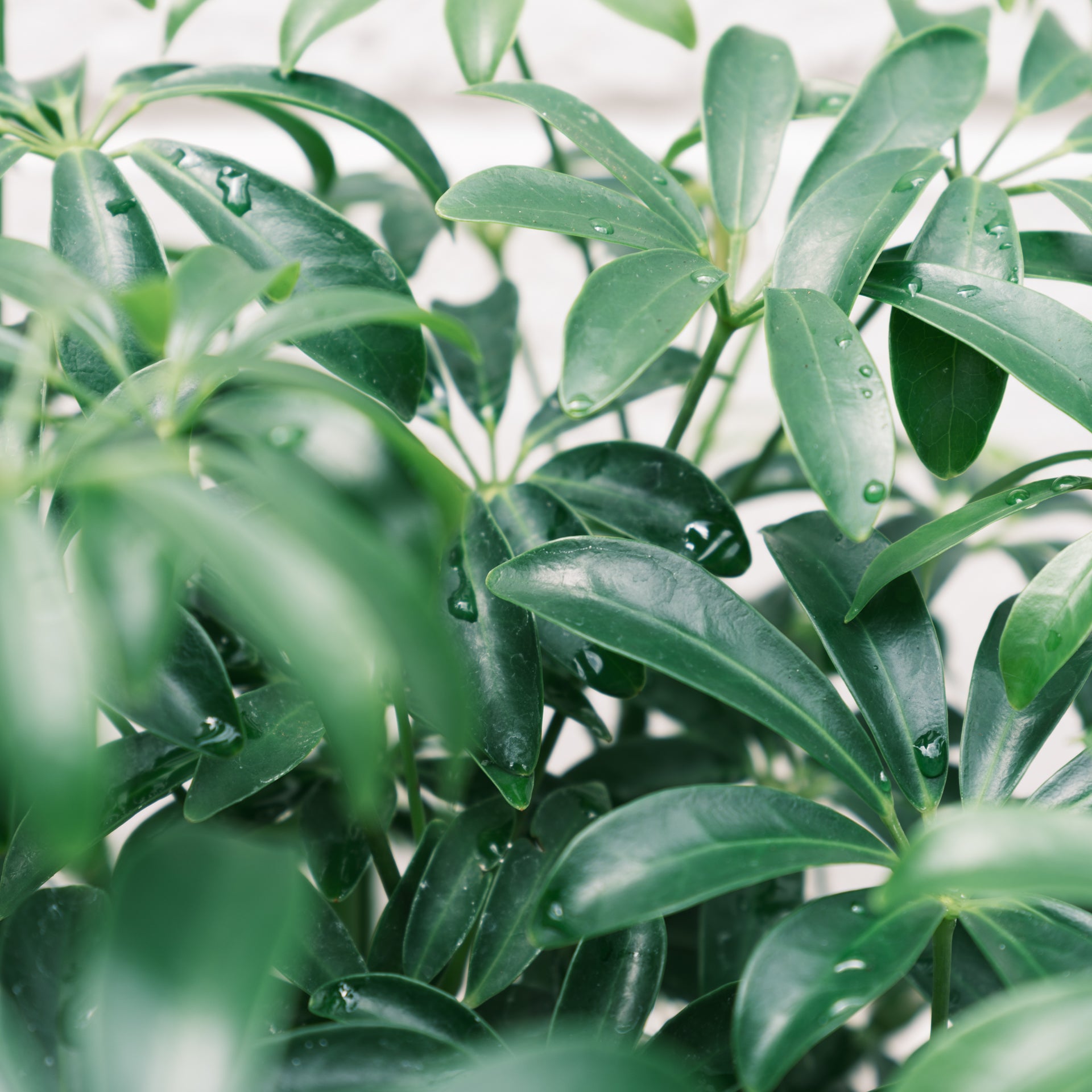 シェフレラコンパクタをオーダーするならFlower&Plants tette │ 「手から手へ、想いを運ぶフラワーショップ」【板橋駅徒歩4分】【熟練フローリスト夫婦が運営】【最短2営業日で発送】【24時間365日注文OK】【ギフトは3300円〜】フラワーギフトを手から手へ、想いを込めたブーケやアレンジメントで大切な人に感謝と愛情を。シーンや用途に合わせて選びやすい豊富な種