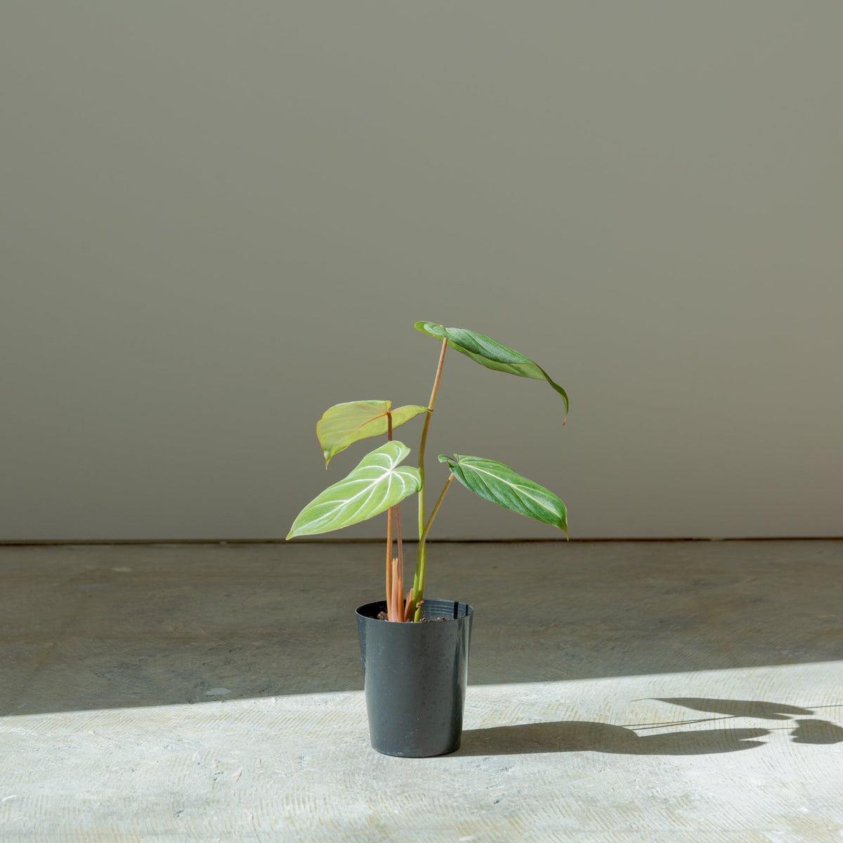 フィロデンドロン グロリオーサム 4号をオーダーするならFlower&Plants tette │ 「手から手へ、想いを運ぶフラワーショップ」【板橋駅徒歩4分】【熟練フローリスト夫婦が運営】【最短2営業日で発送】【24時間365日注文OK】【ギフトは3300円〜】フラワーギフトを手から手へ、想いを込めたブーケやアレンジメントで大切な人に感謝と愛情を。シーンや用途に合わせて選びやすい豊富な種