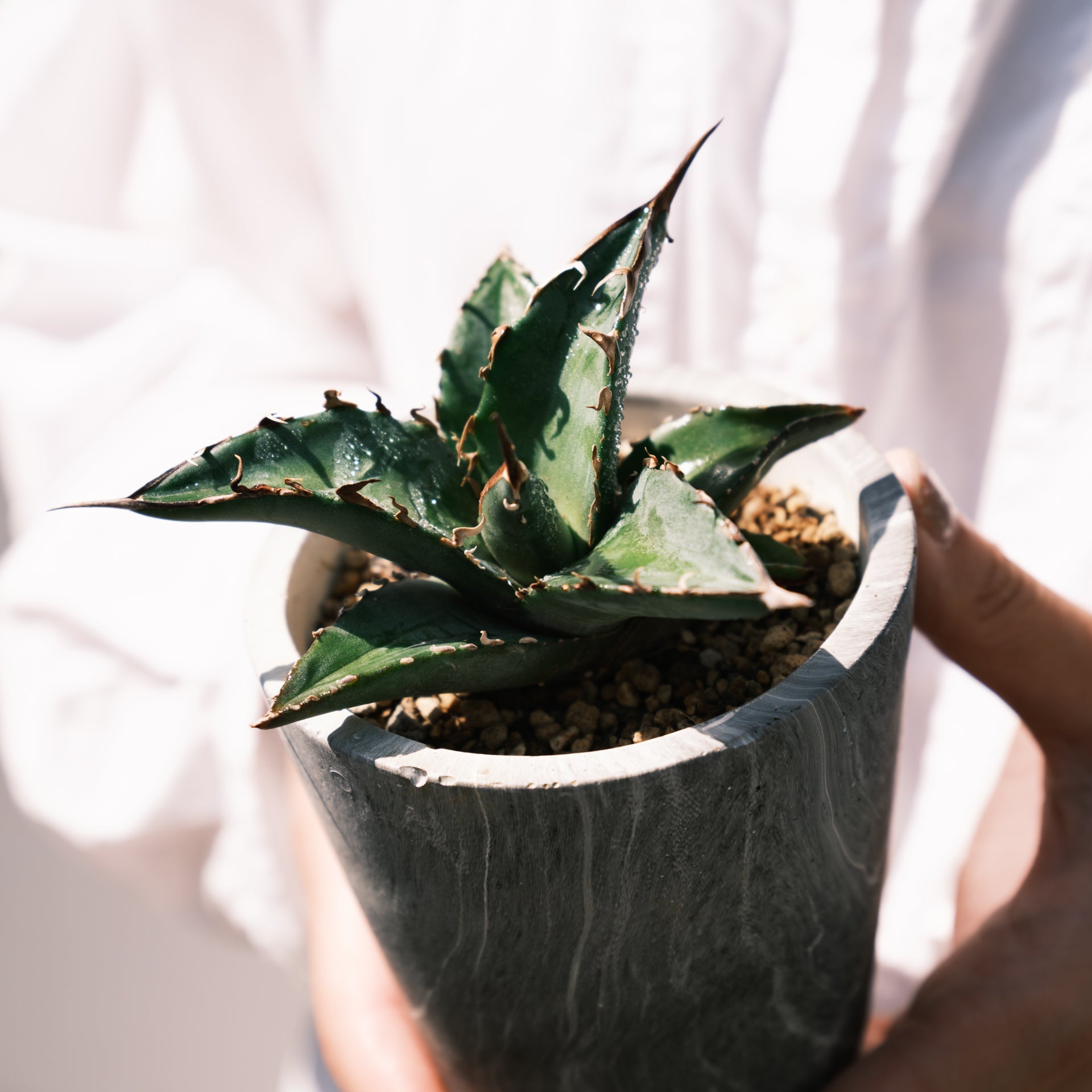 アガベ オテロイをオーダーするならFlower&Plants tette │ 「手から手へ、想いを運ぶフラワーショップ」【板橋駅徒歩4分】【熟練フローリスト夫婦が運営】【最短2営業日で発送】【24時間365日注文OK】【ギフトは3300円〜】フラワーギフトを手から手へ、想いを込めたブーケやアレンジメントで大切な人に感謝と愛情を。シーンや用途に合わせて選びやすい豊富な種