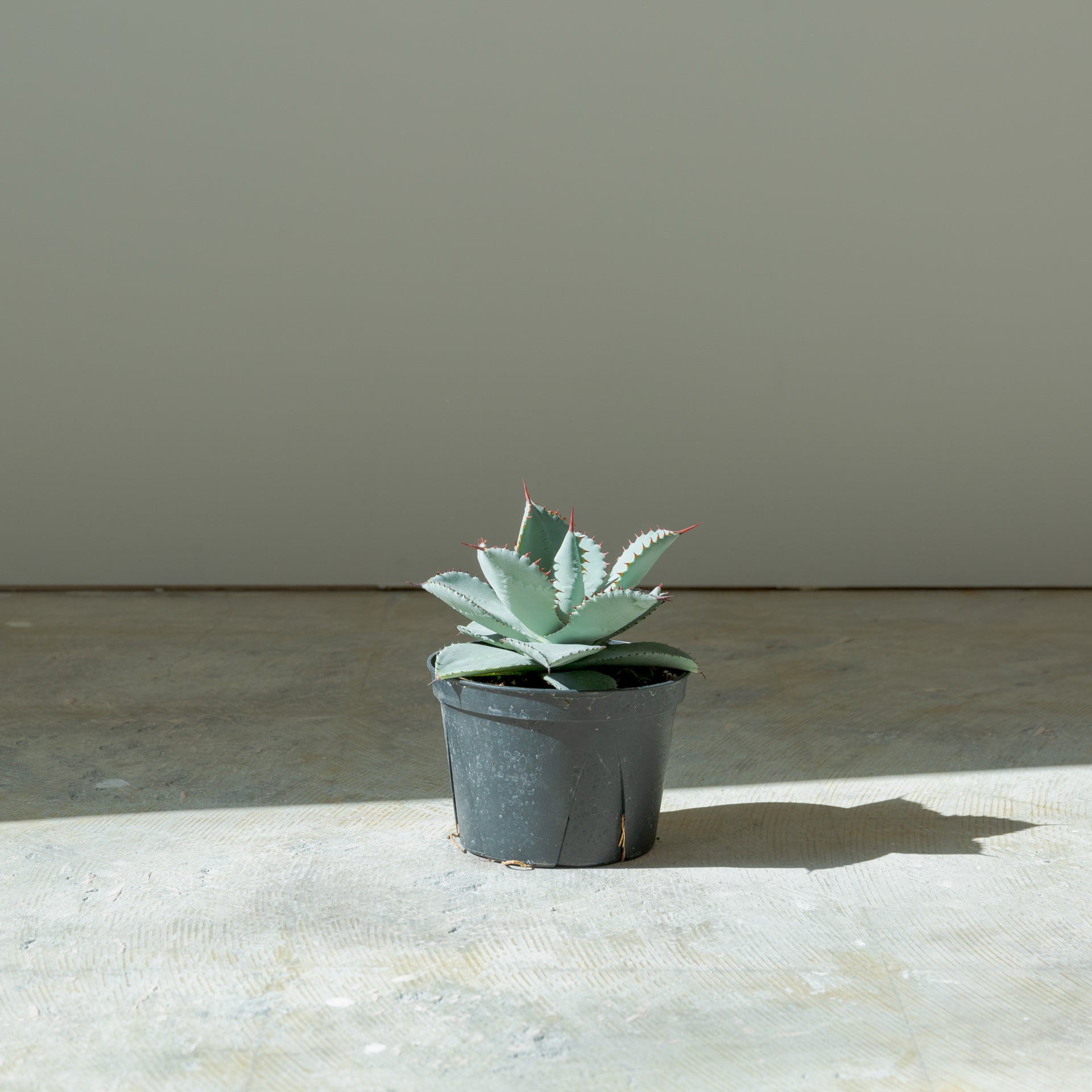 アガベ ドラゴントゥース 5号をオーダーするならFlower&Plants tette │ 「手から手へ、想いを運ぶフラワーショップ」【板橋駅徒歩4分】【熟練フローリスト夫婦が運営】【最短2営業日で発送】【24時間365日注文OK】【ギフトは3300円〜】フラワーギフトを手から手へ、想いを込めたブーケやアレンジメントで大切な人に感謝と愛情を。シーンや用途に合わせて選びやすい豊富な種