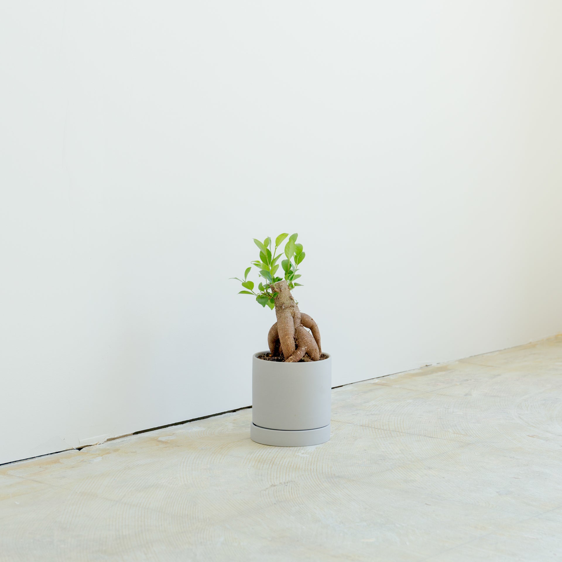 ガジュマル4号 ポットセットをオーダーするならFlower&Plants tette │ 「手から手へ、想いを運ぶフラワーショップ」【板橋駅徒歩4分】【熟練フローリスト夫婦が運営】【最短2営業日で発送】【24時間365日注文OK】【ギフトは3300円〜】フラワーギフトを手から手へ、想いを込めたブーケやアレンジメントで大切な人に感謝と愛情を。シーンや用途に合わせて選びやすい豊富な種