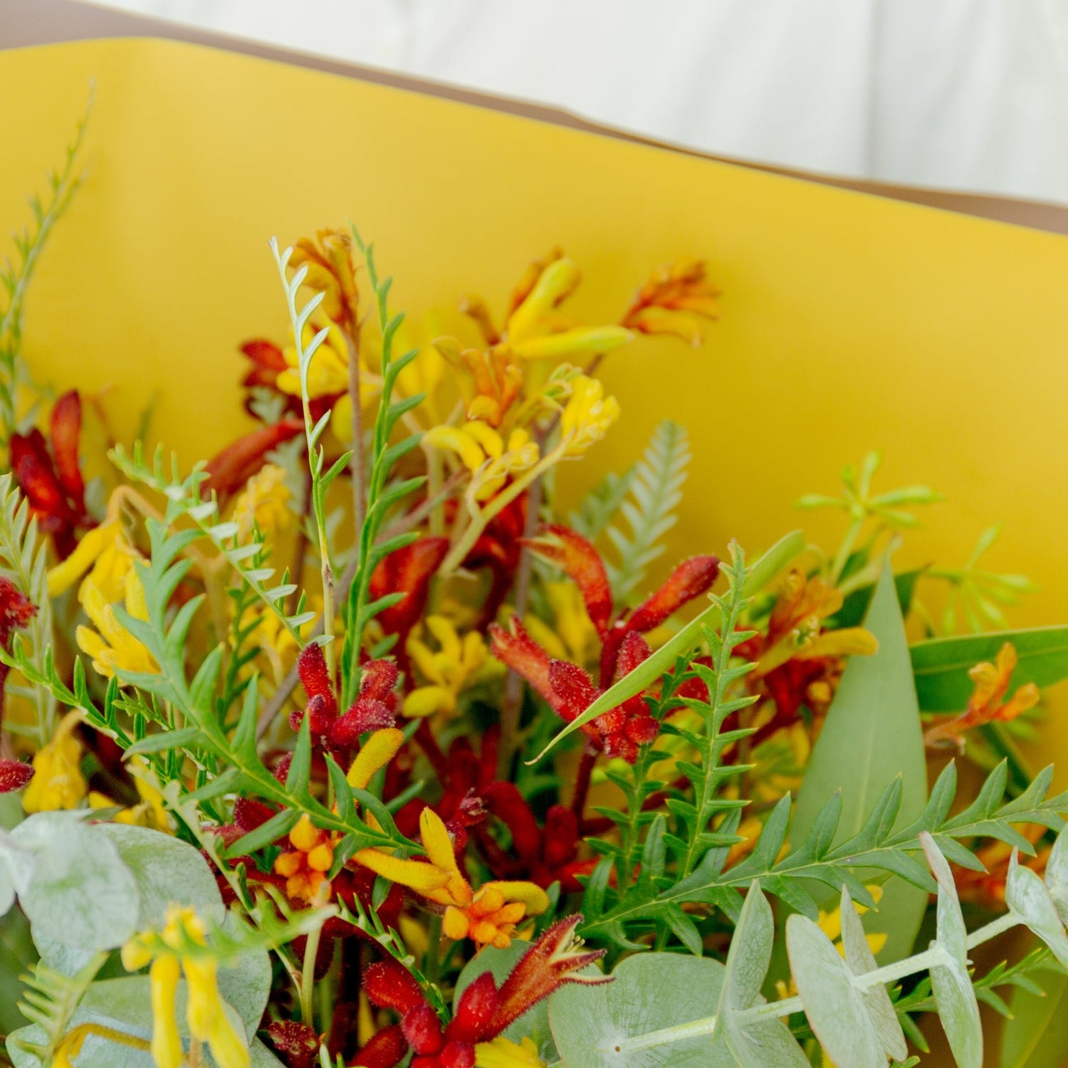 カンガルーポーのギフトをオーダーするならFlower&Plants tette │ 「手から手へ、想いを運ぶフラワーショップ」【板橋駅徒歩4分】【熟練フローリスト夫婦が運営】【最短2営業日で発送】【24時間365日注文OK】【ギフトは3300円〜】フラワーギフトを手から手へ、想いを込めたブーケやアレンジメントで大切な人に感謝と愛情を。シーンや用途に合わせて選びやすい豊富な種