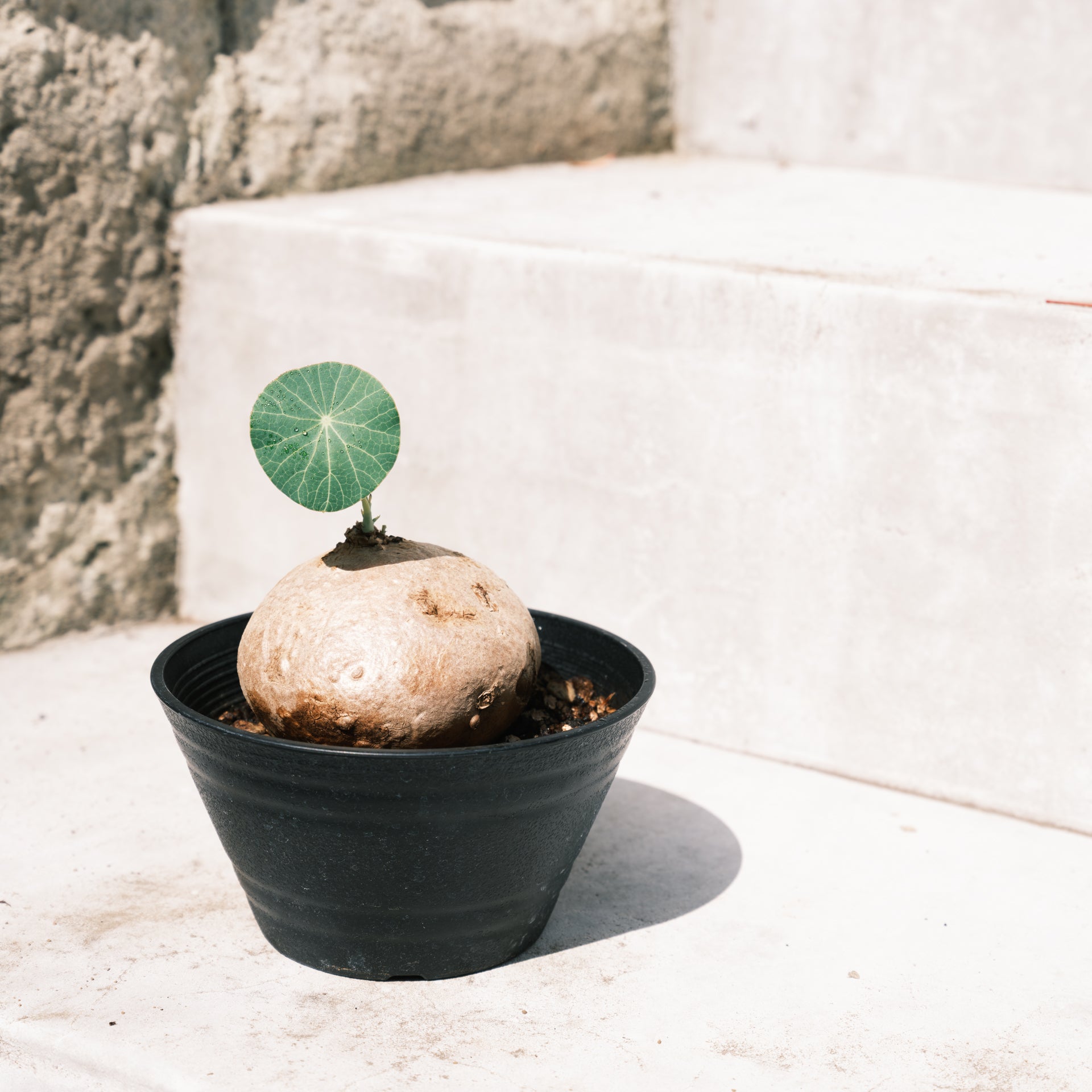 ステファニア エレクタをオーダーするならFlower&Plants tette │ 「手から手へ、想いを運ぶフラワーショップ」【板橋駅徒歩4分】【熟練フローリスト夫婦が運営】【最短2営業日で発送】【24時間365日注文OK】【ギフトは3300円〜】フラワーギフトを手から手へ、想いを込めたブーケやアレンジメントで大切な人に感謝と愛情を。シーンや用途に合わせて選びやすい豊富な種