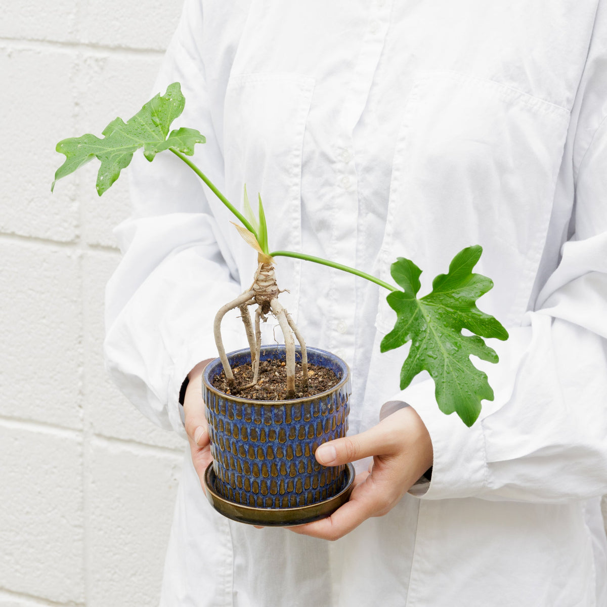 根上がりのセロームをオーダーするならFlower&Plants tette │ 「手から手へ、想いを運ぶフラワーショップ」【板橋駅徒歩4分】【熟練フローリスト夫婦が運営】【最短2営業日で発送】【24時間365日注文OK】【ギフトは3300円〜】フラワーギフトを手から手へ、想いを込めたブーケやアレンジメントで大切な人に感謝と愛情を。シーンや用途に合わせて選びやすい豊富な種