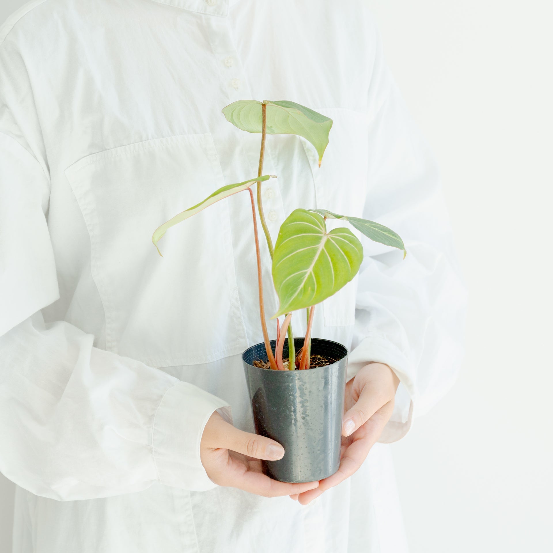 フィロデンドロン グロリオーサム 4号をオーダーするならFlower&Plants tette │ 「手から手へ、想いを運ぶフラワーショップ」【板橋駅徒歩4分】【熟練フローリスト夫婦が運営】【最短2営業日で発送】【24時間365日注文OK】【ギフトは3300円〜】フラワーギフトを手から手へ、想いを込めたブーケやアレンジメントで大切な人に感謝と愛情を。シーンや用途に合わせて選びやすい豊富な種