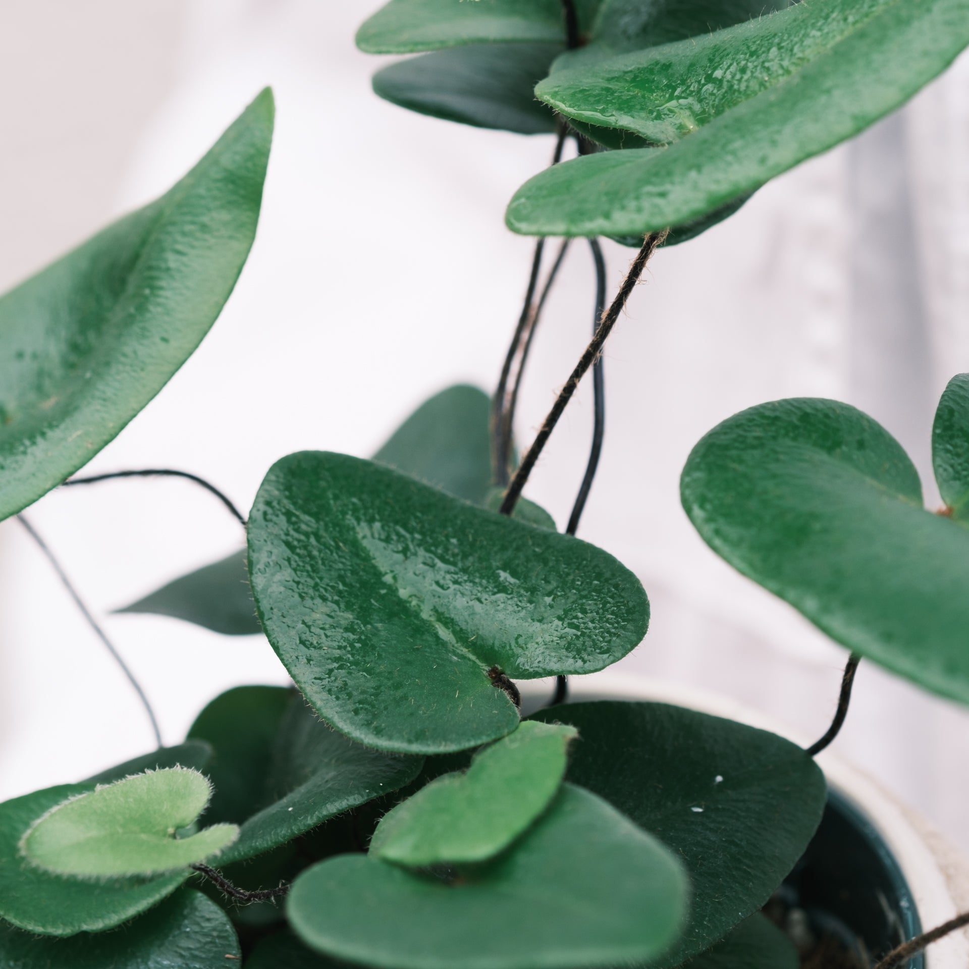 ハートファンをオーダーするならFlower&Plants tette │ 「手から手へ、想いを運ぶフラワーショップ」【板橋駅徒歩4分】【熟練フローリスト夫婦が運営】【最短2営業日で発送】【24時間365日注文OK】【ギフトは3300円〜】フラワーギフトを手から手へ、想いを込めたブーケやアレンジメントで大切な人に感謝と愛情を。シーンや用途に合わせて選びやすい豊富な種