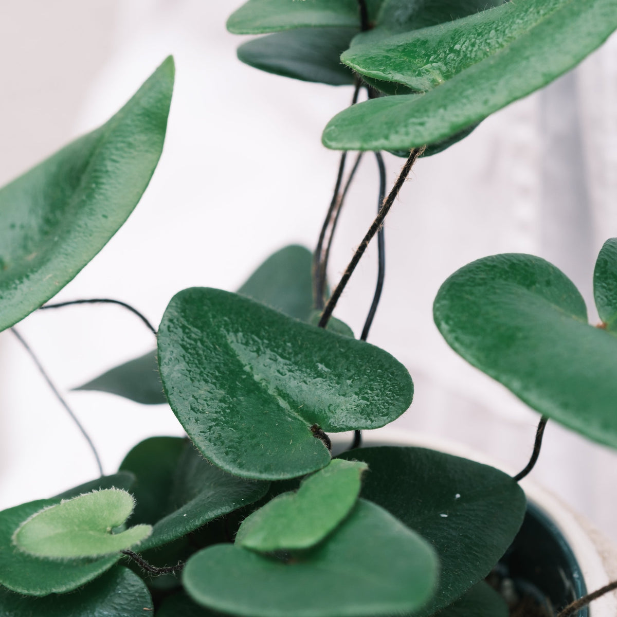 ハートファンをオーダーするならFlower&Plants tette │ 「手から手へ、想いを運ぶフラワーショップ」【板橋駅徒歩4分】【熟練フローリスト夫婦が運営】【最短2営業日で発送】【24時間365日注文OK】【ギフトは3300円〜】フラワーギフトを手から手へ、想いを込めたブーケやアレンジメントで大切な人に感謝と愛情を。シーンや用途に合わせて選びやすい豊富な種