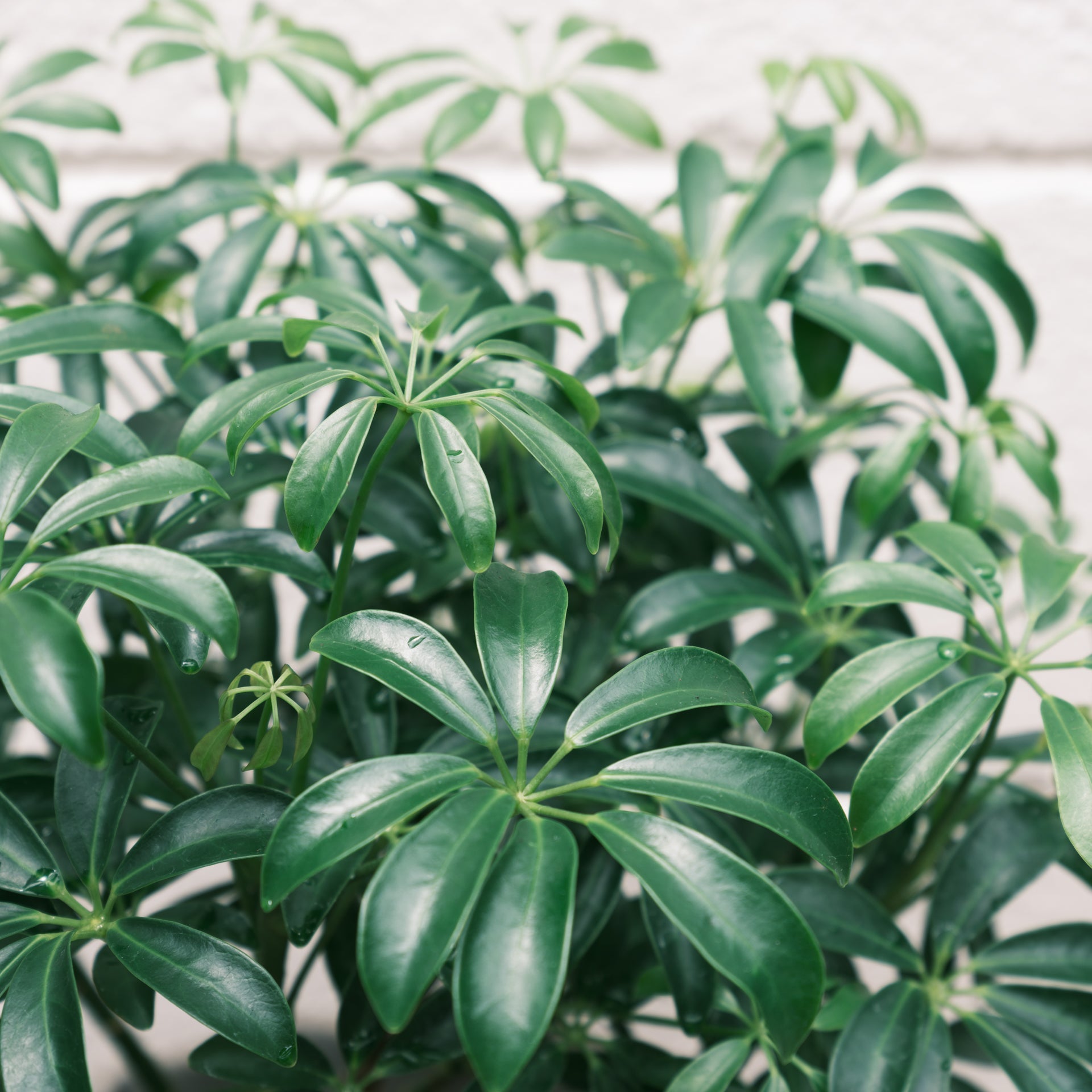 シェフレラコンパクタをオーダーするならFlower&Plants tette │ 「手から手へ、想いを運ぶフラワーショップ」【板橋駅徒歩4分】【熟練フローリスト夫婦が運営】【最短2営業日で発送】【24時間365日注文OK】【ギフトは3300円〜】フラワーギフトを手から手へ、想いを込めたブーケやアレンジメントで大切な人に感謝と愛情を。シーンや用途に合わせて選びやすい豊富な種