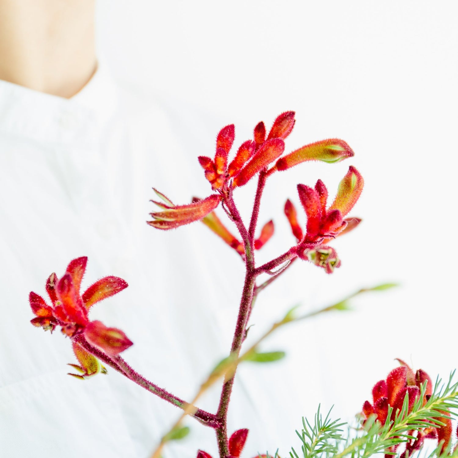 カンガルーポーのギフトをオーダーするならFlower&Plants tette │ 「手から手へ、想いを運ぶフラワーショップ」【板橋駅徒歩4分】【熟練フローリスト夫婦が運営】【最短2営業日で発送】【24時間365日注文OK】【ギフトは3300円〜】フラワーギフトを手から手へ、想いを込めたブーケやアレンジメントで大切な人に感謝と愛情を。シーンや用途に合わせて選びやすい豊富な種