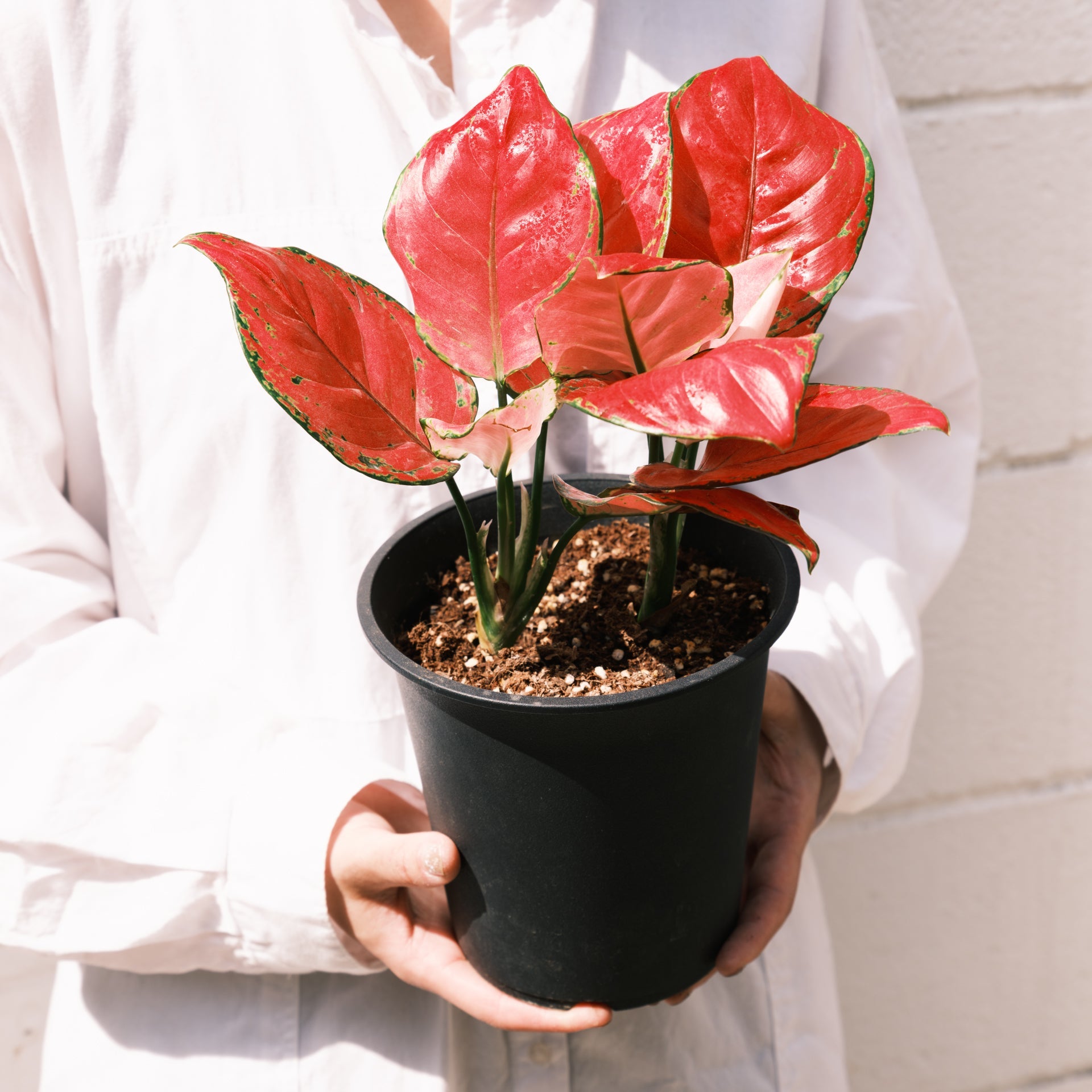 アグラオネマ バレンタインをオーダーするならFlower&Plants tette │ 「手から手へ、想いを運ぶフラワーショップ」【板橋駅徒歩4分】【熟練フローリスト夫婦が運営】【最短2営業日で発送】【24時間365日注文OK】【ギフトは3300円〜】フラワーギフトを手から手へ、想いを込めたブーケやアレンジメントで大切な人に感謝と愛情を。シーンや用途に合わせて選びやすい豊富な種