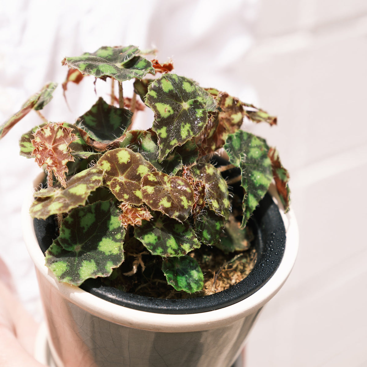 ベゴニアをオーダーするならFlower&Plants tette │ 「手から手へ、想いを運ぶフラワーショップ」【板橋駅徒歩4分】【熟練フローリスト夫婦が運営】【最短2営業日で発送】【24時間365日注文OK】【ギフトは3300円〜】フラワーギフトを手から手へ、想いを込めたブーケやアレンジメントで大切な人に感謝と愛情を。シーンや用途に合わせて選びやすい豊富な種