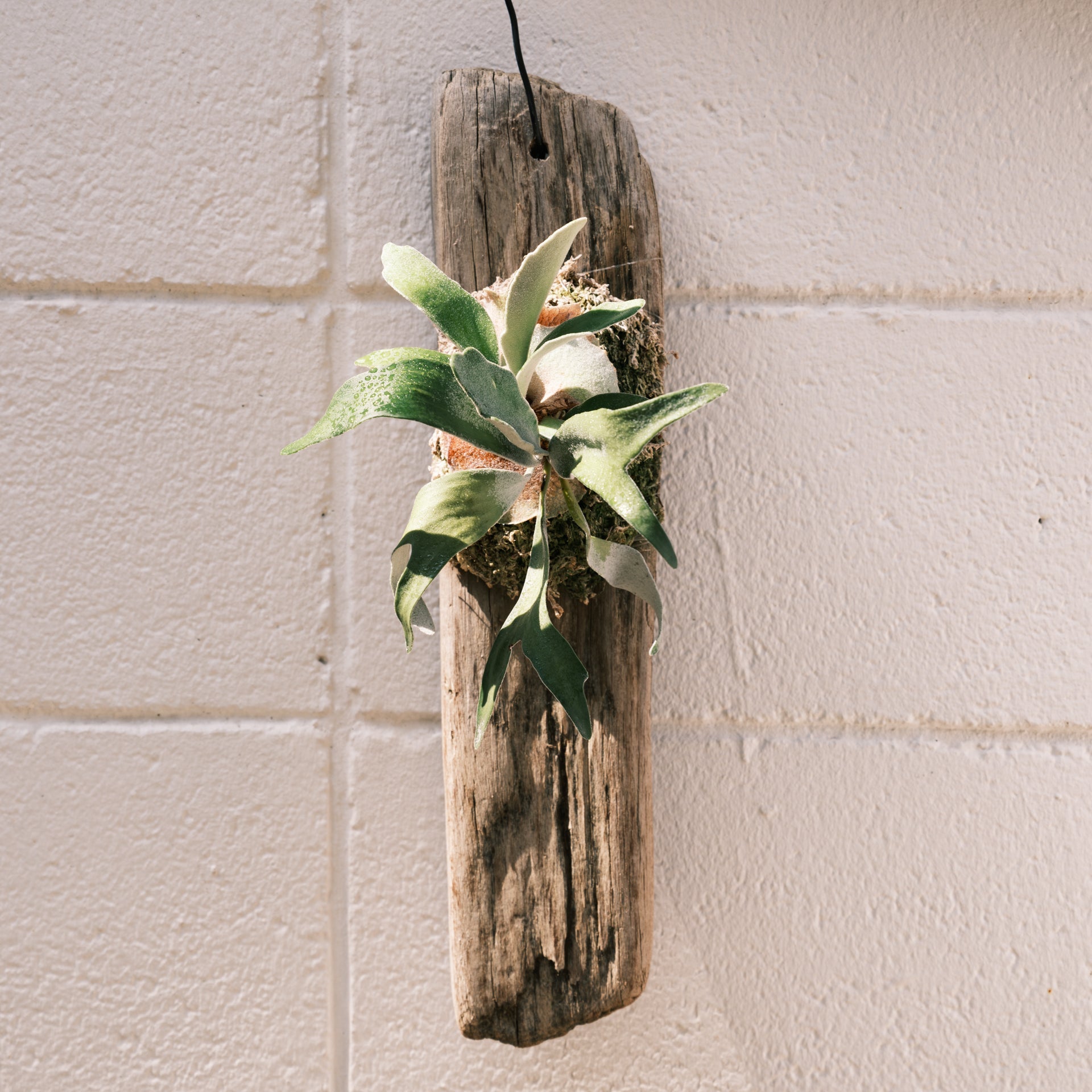 ビカクシダ ビーチーをオーダーするならFlower&Plants tette │ 「手から手へ、想いを運ぶフラワーショップ」【板橋駅徒歩4分】【熟練フローリスト夫婦が運営】【最短2営業日で発送】【24時間365日注文OK】【ギフトは3300円〜】フラワーギフトを手から手へ、想いを込めたブーケやアレンジメントで大切な人に感謝と愛情を。シーンや用途に合わせて選びやすい豊富な種