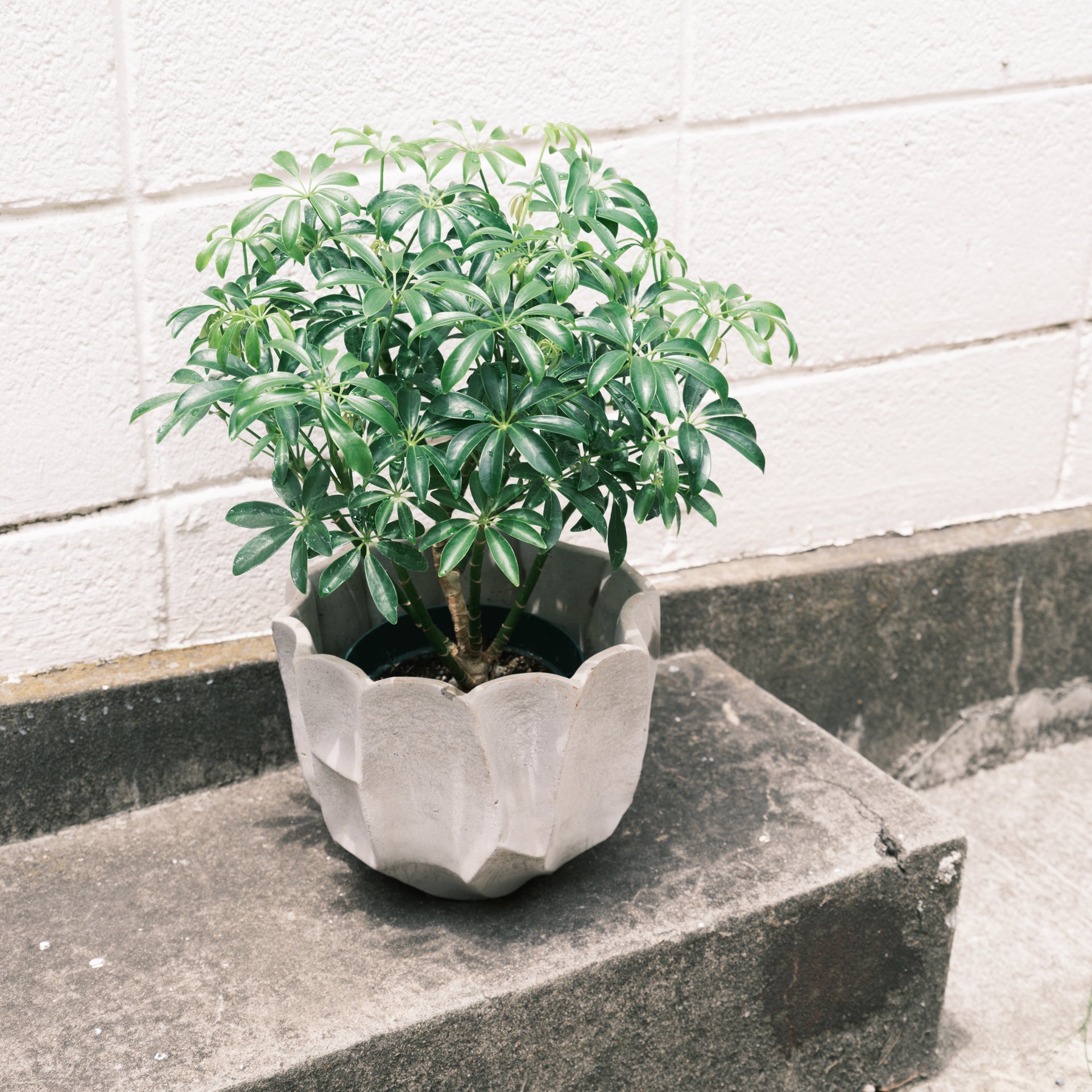 シェフレラコンパクタをオーダーするならFlower&Plants tette │ 「手から手へ、想いを運ぶフラワーショップ」【板橋駅徒歩4分】【熟練フローリスト夫婦が運営】【最短2営業日で発送】【24時間365日注文OK】【ギフトは3300円〜】フラワーギフトを手から手へ、想いを込めたブーケやアレンジメントで大切な人に感謝と愛情を。シーンや用途に合わせて選びやすい豊富な種