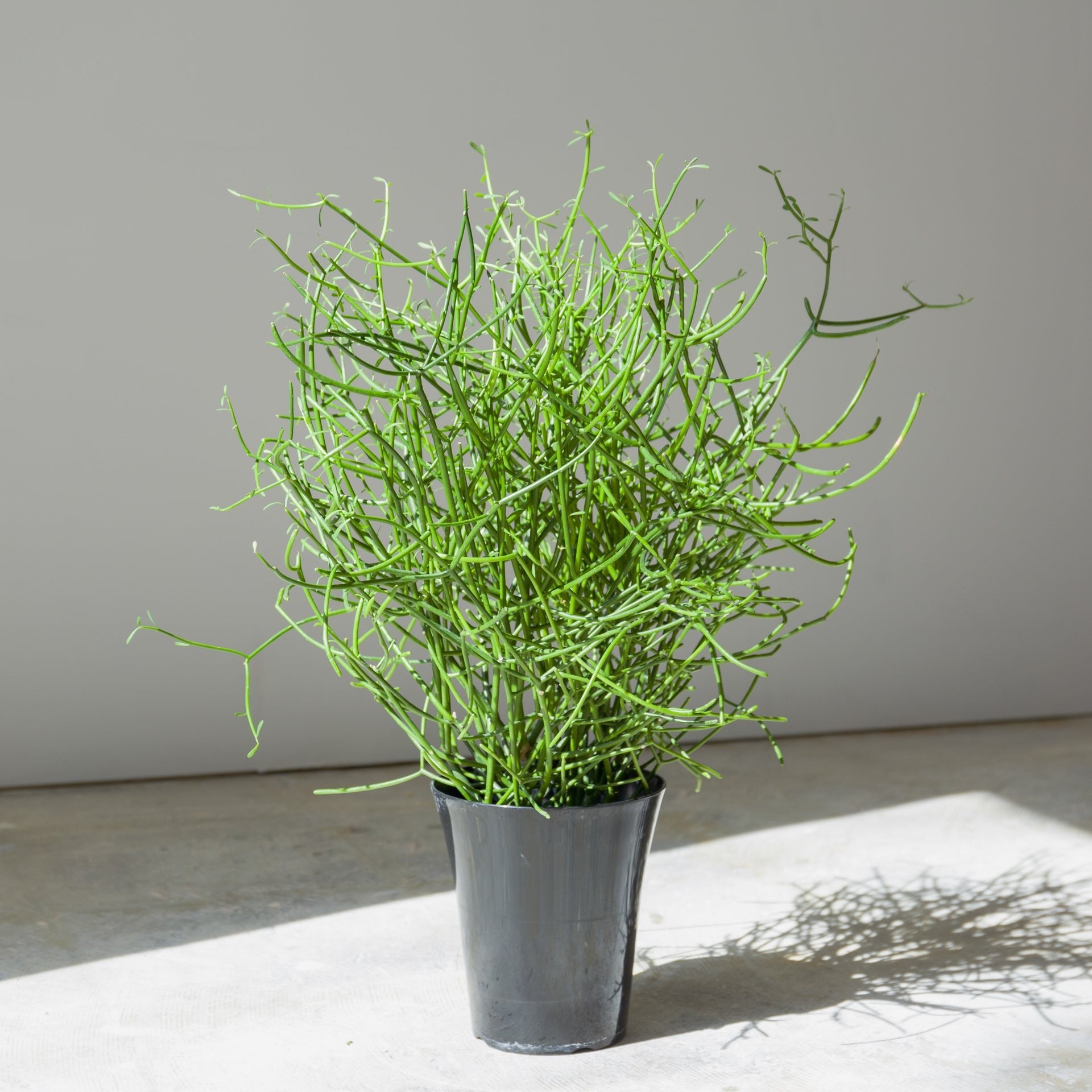 ミルクブッシュをオーダーするならFlower&Plants tette │ 「手から手へ、想いを運ぶフラワーショップ」【板橋駅徒歩4分】【熟練フローリスト夫婦が運営】【最短2営業日で発送】【24時間365日注文OK】【ギフトは3300円〜】フラワーギフトを手から手へ、想いを込めたブーケやアレンジメントで大切な人に感謝と愛情を。シーンや用途に合わせて選びやすい豊富な種