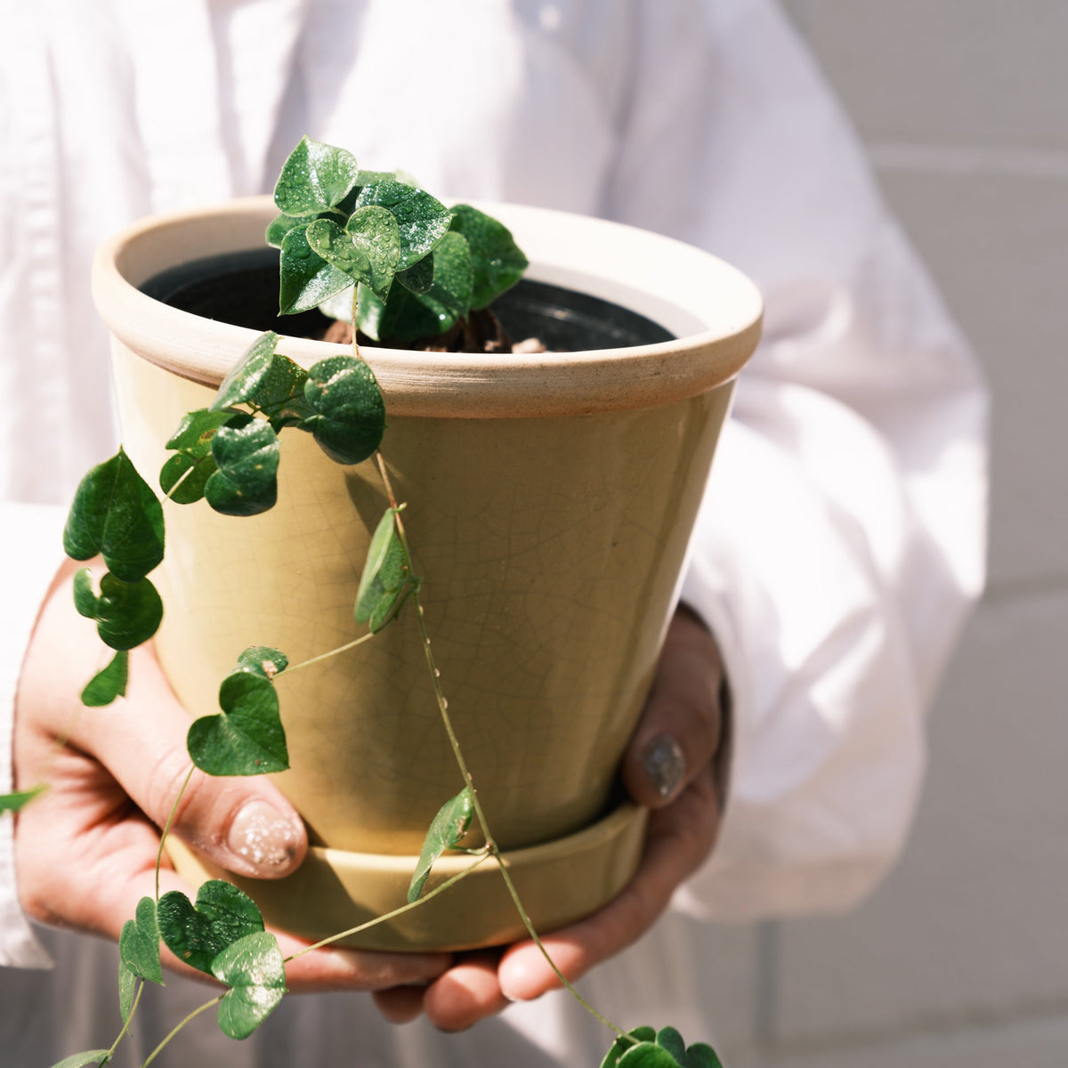 亀甲竜をオーダーするならFlower&Plants tette │ 「手から手へ、想いを運ぶフラワーショップ」【板橋駅徒歩4分】【熟練フローリスト夫婦が運営】【最短2営業日で発送】【24時間365日注文OK】【ギフトは3300円〜】フラワーギフトを手から手へ、想いを込めたブーケやアレンジメントで大切な人に感謝と愛情を。シーンや用途に合わせて選びやすい豊富な種