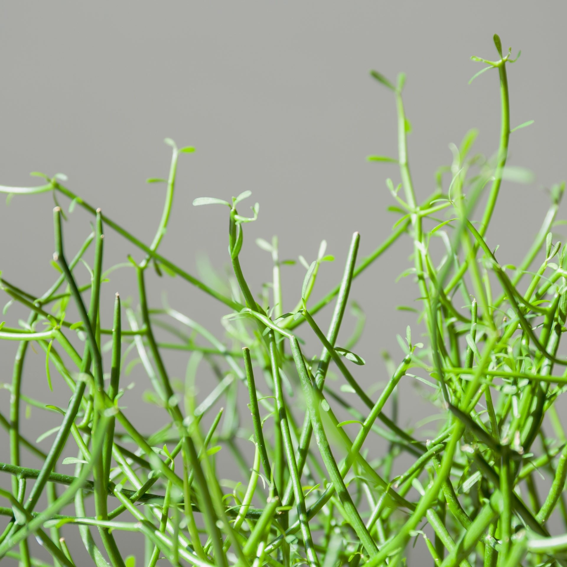 ミルクブッシュをオーダーするならFlower&Plants tette │ 「手から手へ、想いを運ぶフラワーショップ」【板橋駅徒歩4分】【熟練フローリスト夫婦が運営】【最短2営業日で発送】【24時間365日注文OK】【ギフトは3300円〜】フラワーギフトを手から手へ、想いを込めたブーケやアレンジメントで大切な人に感謝と愛情を。シーンや用途に合わせて選びやすい豊富な種