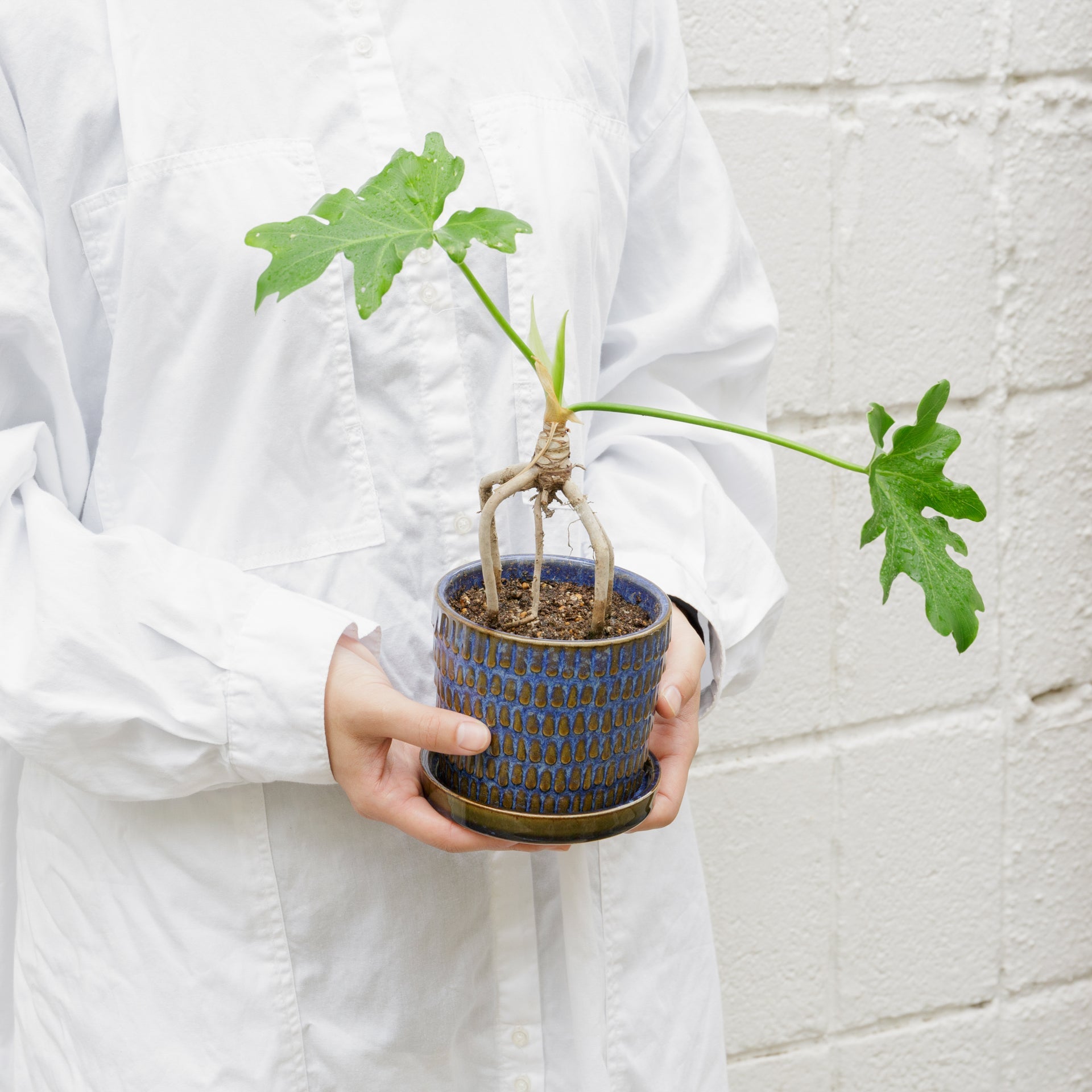根上がりのセロームをオーダーするならFlower&Plants tette │ 「手から手へ、想いを運ぶフラワーショップ」【板橋駅徒歩4分】【熟練フローリスト夫婦が運営】【最短2営業日で発送】【24時間365日注文OK】【ギフトは3300円〜】フラワーギフトを手から手へ、想いを込めたブーケやアレンジメントで大切な人に感謝と愛情を。シーンや用途に合わせて選びやすい豊富な種