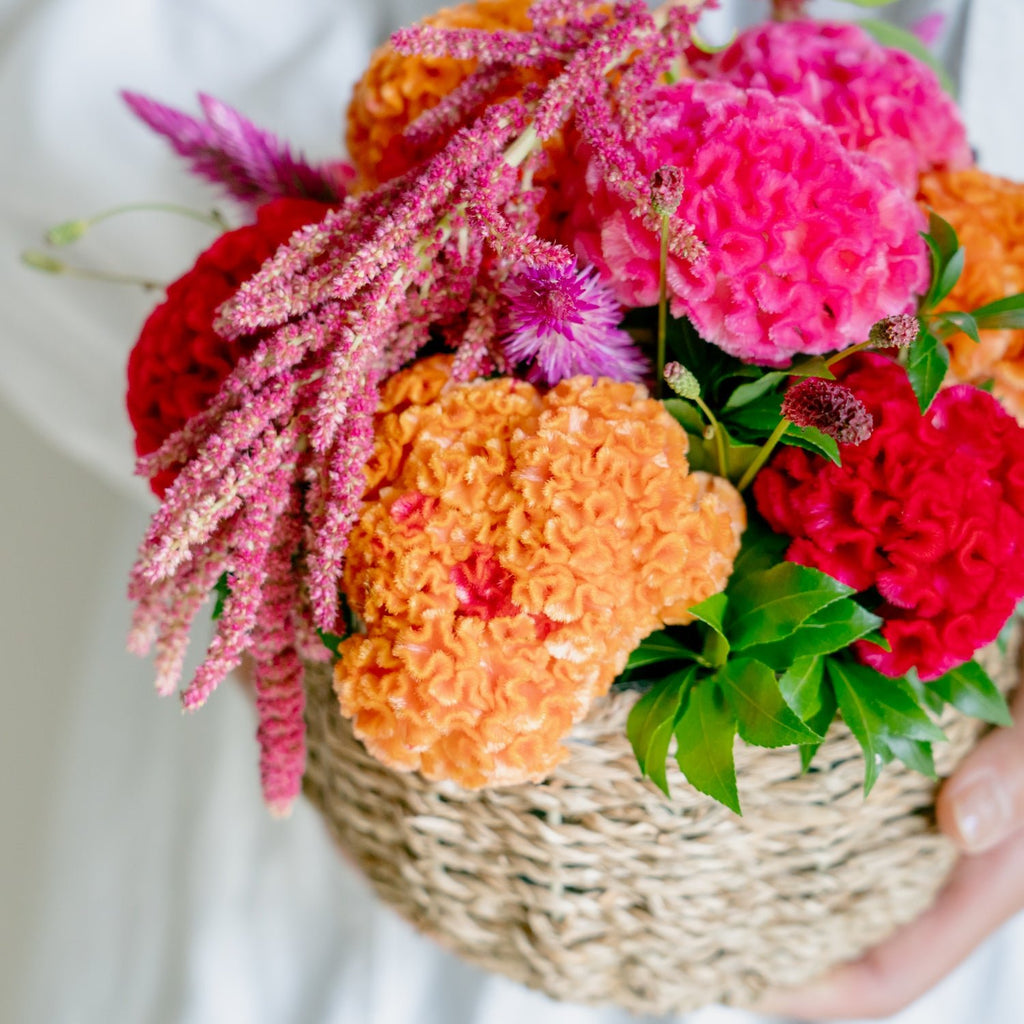 10-853478_1024x1024.jpg?v=