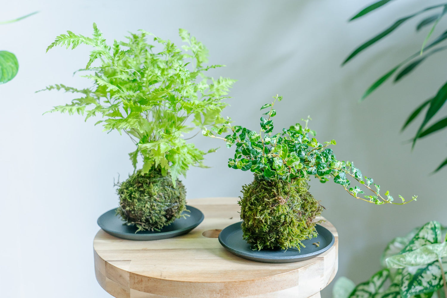 8月の苔玉レッスンのお知らせです🟢👦🧑