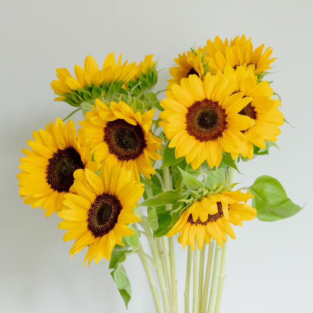 【数量限定】ひまわりおまかせ10本セットをオーダーするならFlower&amp;Plants tette │ 「手から手へ、想いを運ぶフラワーショップ」【板橋駅徒歩4分】【熟練フローリスト夫婦が運営】【最短2営業日で発送】【24時間365日注文OK】【ギフトは3300円〜】フラワーギフトを手から手へ、想いを込めたブーケやアレンジメントで大切な人に感謝と愛情を。シーンや用途に合わせて選びやすい豊富な種