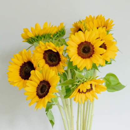 【数量限定】ひまわりおまかせ10本セットをオーダーするならFlower&amp;Plants tette │ 「手から手へ、想いを運ぶフラワーショップ」【板橋駅徒歩4分】【熟練フローリスト夫婦が運営】【最短2営業日で発送】【24時間365日注文OK】【ギフトは3300円〜】フラワーギフトを手から手へ、想いを込めたブーケやアレンジメントで大切な人に感謝と愛情を。シーンや用途に合わせて選びやすい豊富な種