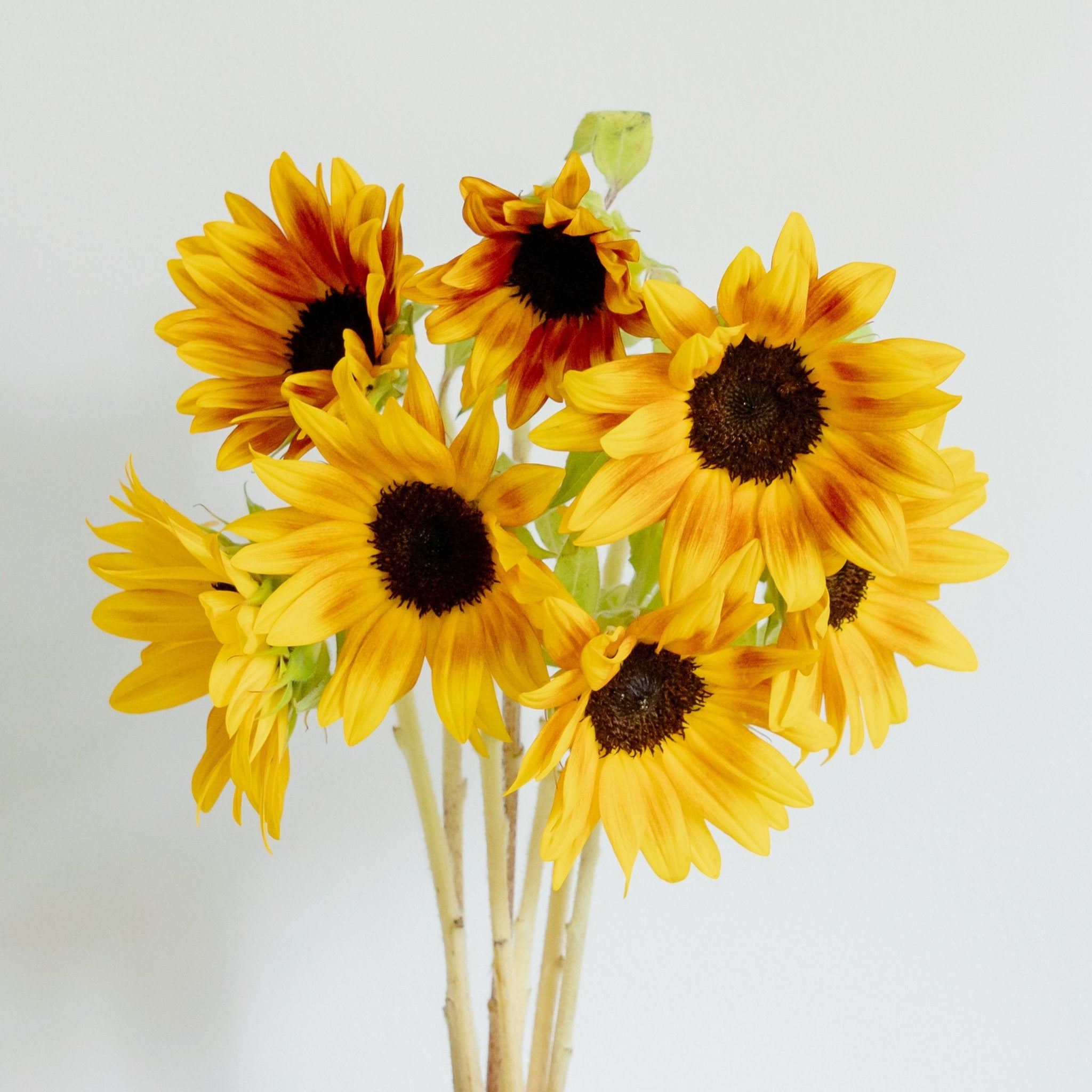 【数量限定】ひまわりおまかせ10本セットをオーダーするならFlower&amp;Plants tette │ 「手から手へ、想いを運ぶフラワーショップ」【板橋駅徒歩4分】【熟練フローリスト夫婦が運営】【最短2営業日で発送】【24時間365日注文OK】【ギフトは3300円〜】フラワーギフトを手から手へ、想いを込めたブーケやアレンジメントで大切な人に感謝と愛情を。シーンや用途に合わせて選びやすい豊富な種