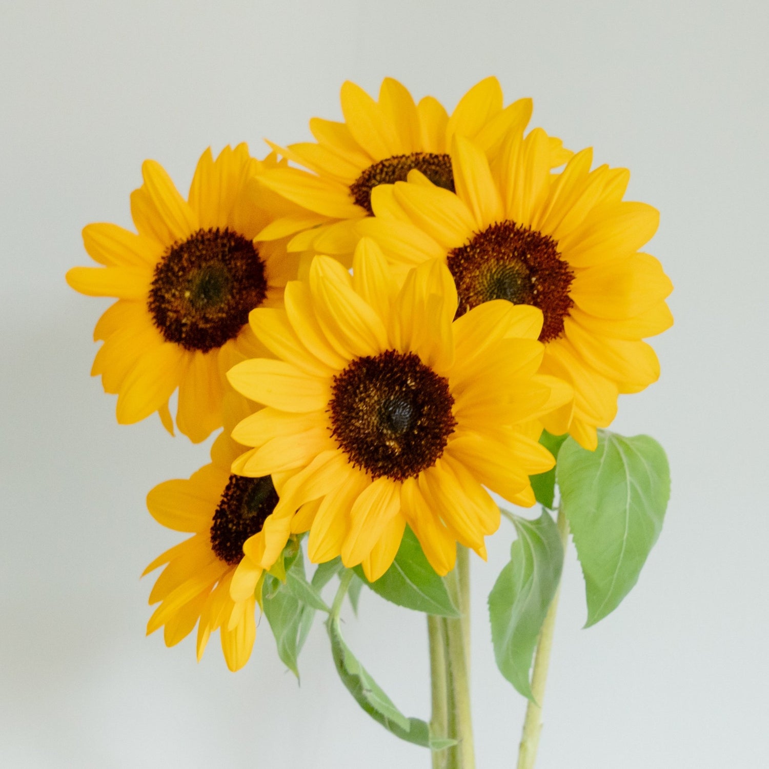 【数量限定】ひまわりおまかせ10本セットをオーダーするならFlower&amp;Plants tette │ 「手から手へ、想いを運ぶフラワーショップ」【板橋駅徒歩4分】【熟練フローリスト夫婦が運営】【最短2営業日で発送】【24時間365日注文OK】【ギフトは3300円〜】フラワーギフトを手から手へ、想いを込めたブーケやアレンジメントで大切な人に感謝と愛情を。シーンや用途に合わせて選びやすい豊富な種