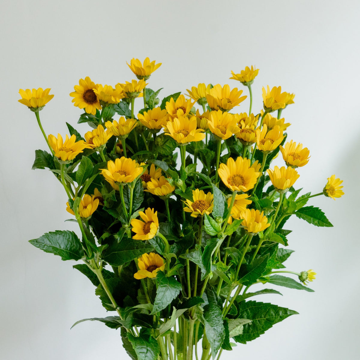 【数量限定】ひまわりおまかせ10本セットをオーダーするならFlower&amp;Plants tette │ 「手から手へ、想いを運ぶフラワーショップ」【板橋駅徒歩4分】【熟練フローリスト夫婦が運営】【最短2営業日で発送】【24時間365日注文OK】【ギフトは3300円〜】フラワーギフトを手から手へ、想いを込めたブーケやアレンジメントで大切な人に感謝と愛情を。シーンや用途に合わせて選びやすい豊富な種