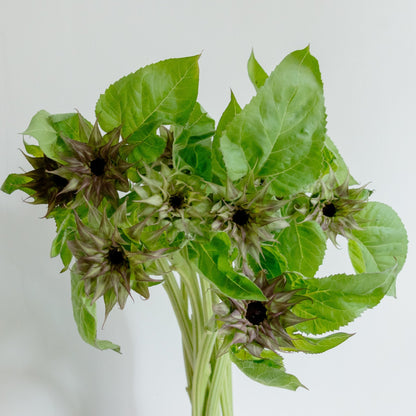 【数量限定】ひまわりおまかせ10本セットをオーダーするならFlower&amp;Plants tette │ 「手から手へ、想いを運ぶフラワーショップ」【板橋駅徒歩4分】【熟練フローリスト夫婦が運営】【最短2営業日で発送】【24時間365日注文OK】【ギフトは3300円〜】フラワーギフトを手から手へ、想いを込めたブーケやアレンジメントで大切な人に感謝と愛情を。シーンや用途に合わせて選びやすい豊富な種