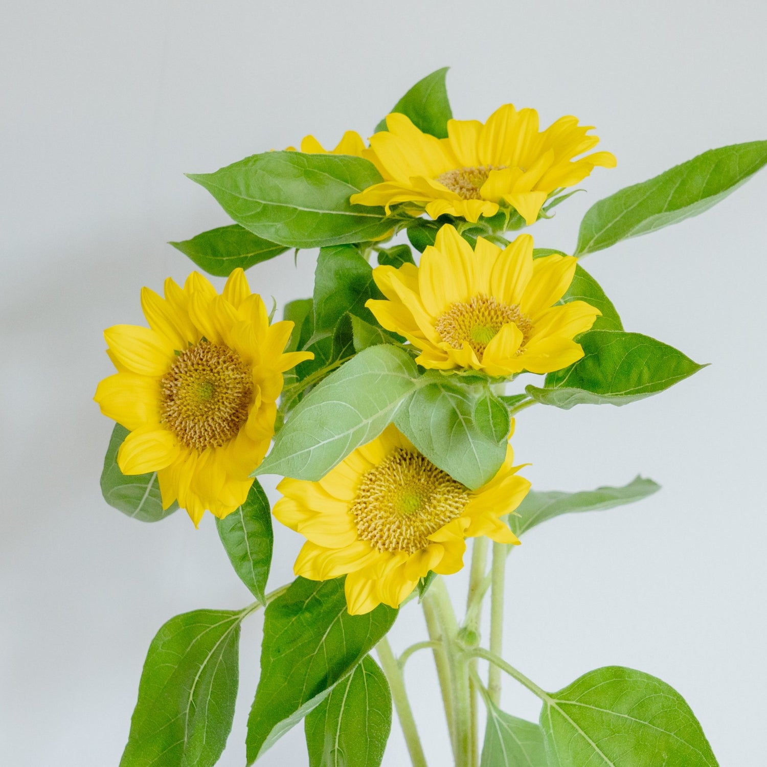 【数量限定】ひまわりおまかせ10本セットをオーダーするならFlower&amp;Plants tette │ 「手から手へ、想いを運ぶフラワーショップ」【板橋駅徒歩4分】【熟練フローリスト夫婦が運営】【最短2営業日で発送】【24時間365日注文OK】【ギフトは3300円〜】フラワーギフトを手から手へ、想いを込めたブーケやアレンジメントで大切な人に感謝と愛情を。シーンや用途に合わせて選びやすい豊富な種